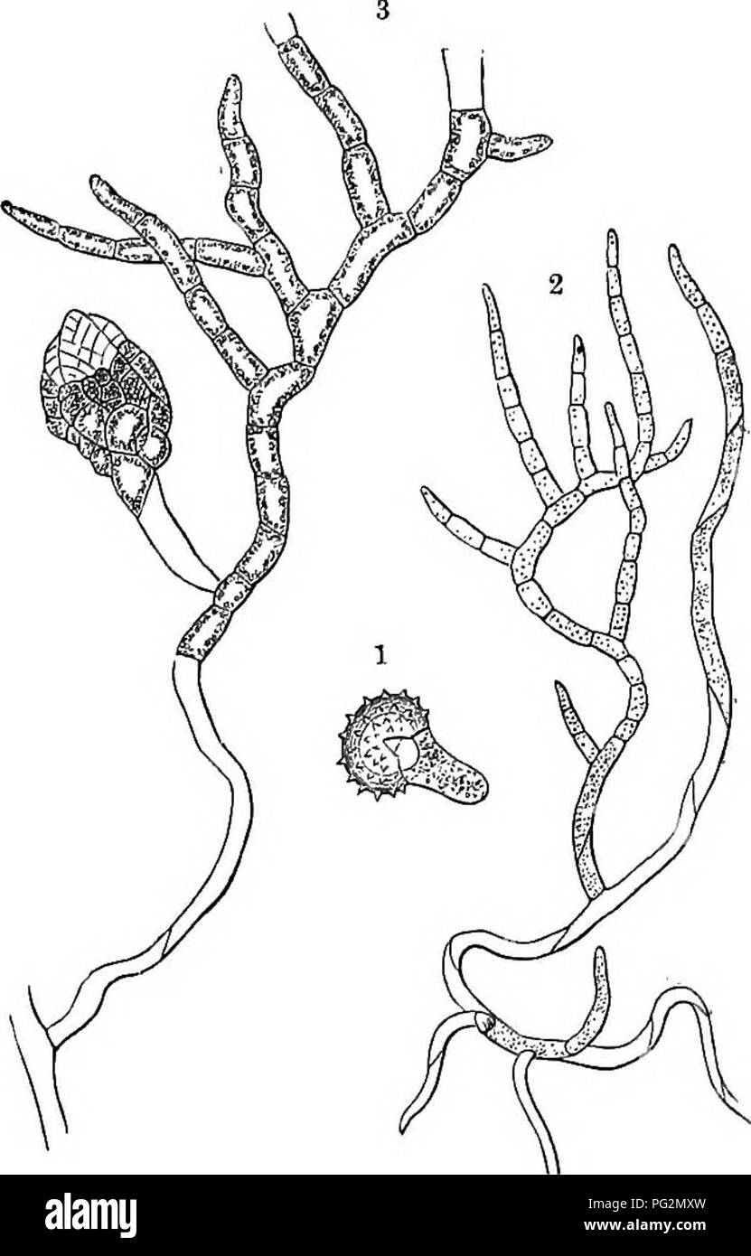 . The natural history of plants, their forms, growth, reproduction, and distribution;. Botany. Fig. 398.—Mosses. 1 A germinating spore. 2 A Moas-protonema. s Protonema giving rise to a bud from which will arise a leafy moss-shoot. 4 Longitudinal section of the tip of a male shoot of a Moss; small, club-shaped antheridia are present between the scales; 5 Tip of a female shoot with archegonia; two of them containing sporogoniums have enlarged, and in the left-hand one of these two the upper part of the archegonium (calyptra) has been torn from the basal portion. « Leafy female shoot bearing a fu Stock Photo