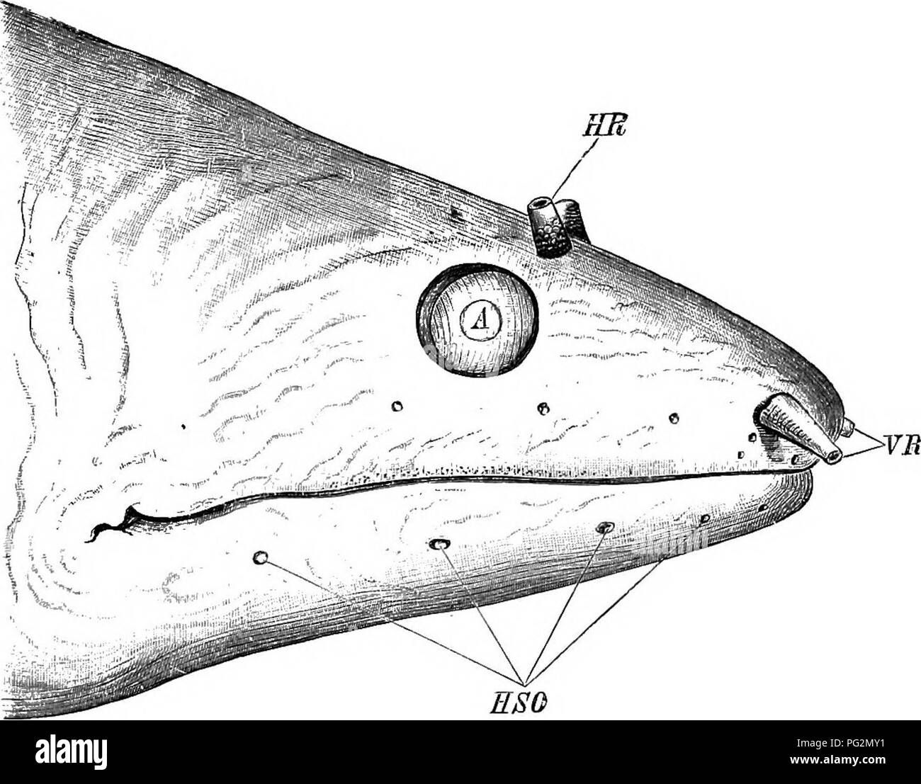 Elements Of The Comparative Anatomy Of Vertebrates Anatomy Comparative Olfactory Organ 199 Two Portions An Anterior And A Posterior Figs 157 B And 158 By A Fold Of Skin The Nostril