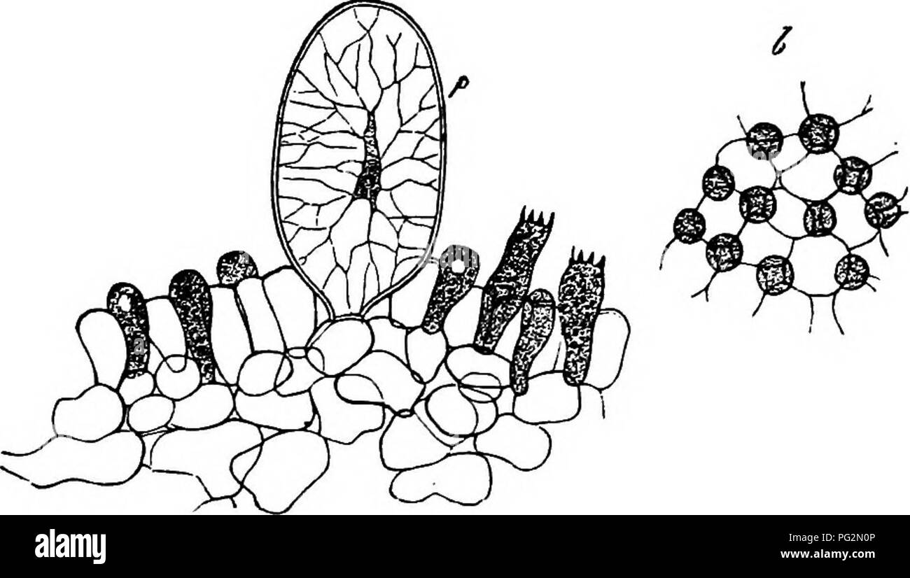 . Comparative morphology and biology of the fungi, mycetozoa and bacteria . Plant morphology; Fungi; Myxomycetes; Bacteriology. CHAPTER V.—COMPARATIVE REVIEW.—HYMENOMyCETES. 303 the hymenium in Coprinus, while maturing and when mature, is covered with irregularly 3-5 angled prismatic almost isodiametric cells of uniform height aiid with pellucid contents. The much narrower basidia are inserted without interruption between the comers of these paraphyses-cells, alternating therefore with them, and it is only rarely that the corners of two paraphyses meet together (Fig. 139). Other formations occ Stock Photo