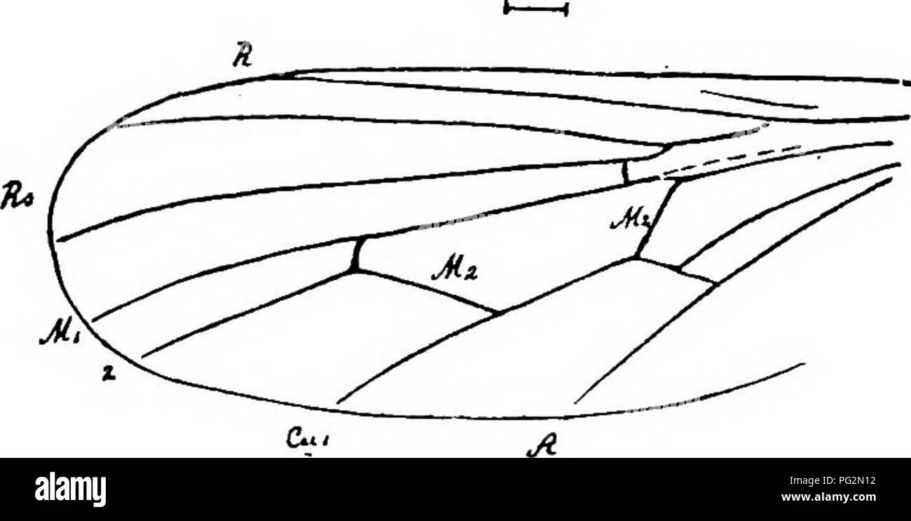 . Contributions to Canadian palæontology. Paleontology. Fig. 32.—Microphorus defunctus, Handlirsch. The abdomen is much narrower than the robust, highly arched thorax, and at most is half as long again as the latter. The head is short and broad, but is not easily made out. Two legs are preserved (? hind legs). Their femora are normal, have a little more than two- thirds the length of the labdomen, and are only slightly longer than the somewhat terminally expanded tibiie. The tarsi also appear to have been somewhat expan'ded.. .-a^ Yie, 33. Microphorus defunctus, Handlirsch. (IS = Radius, Bs =  Stock Photo