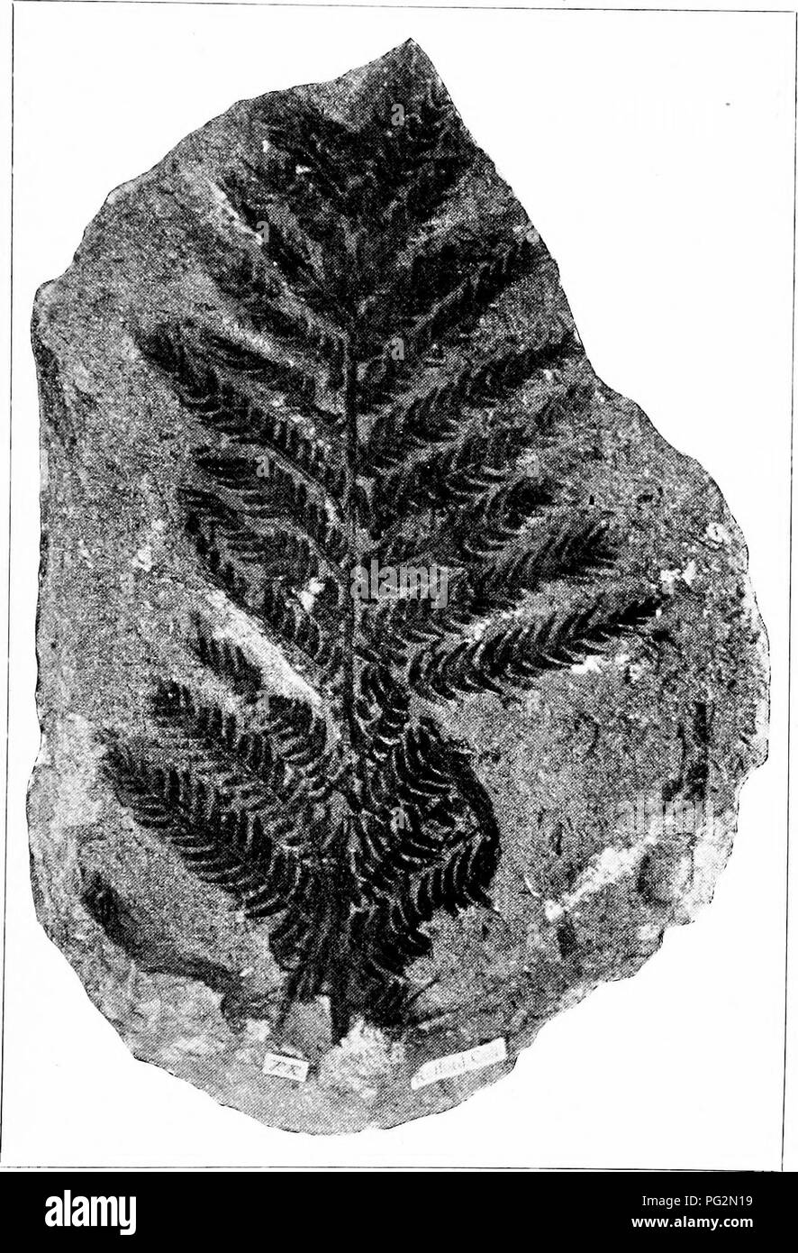 Mesozoic plants hires stock photography and images Alamy