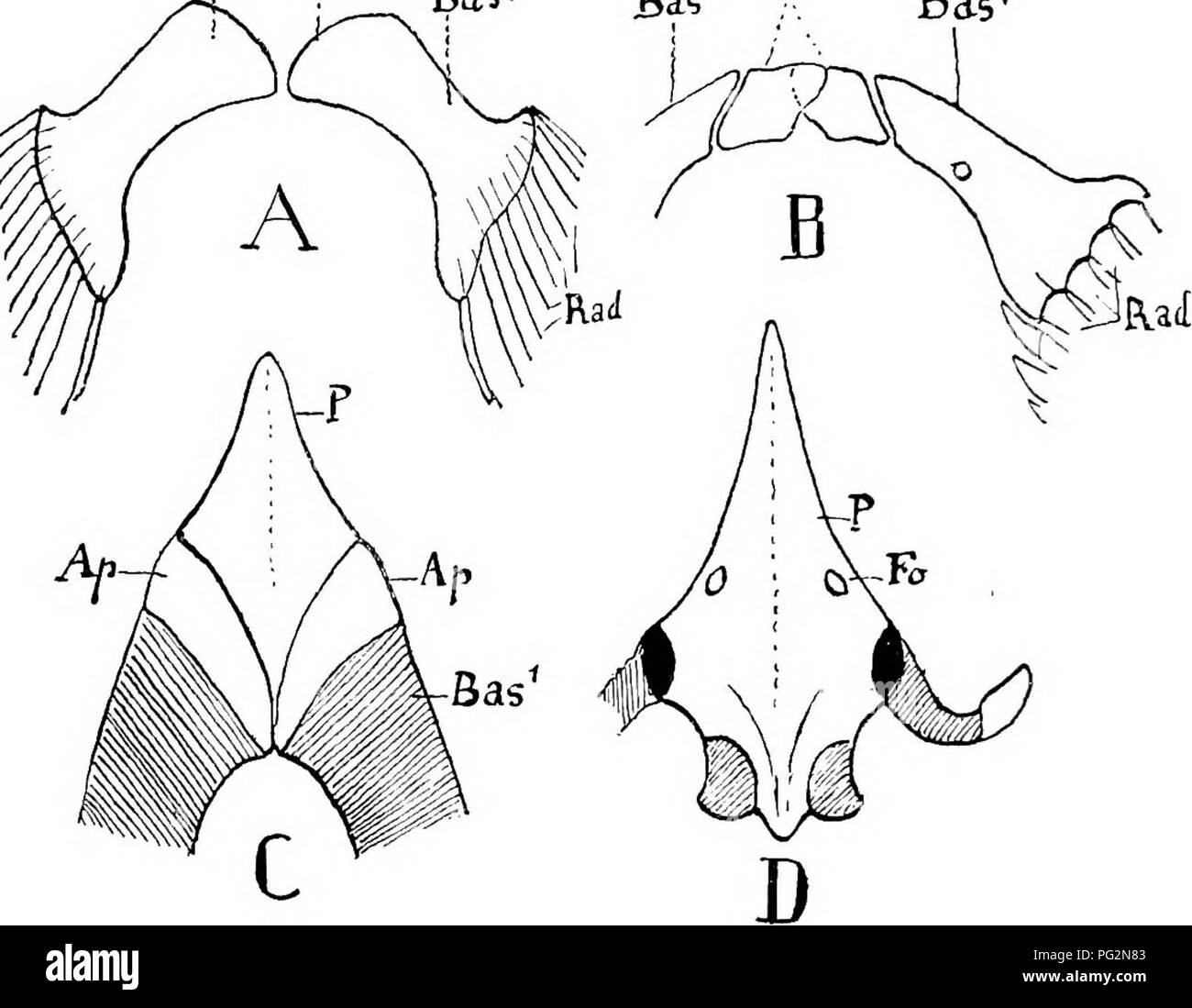 . Elements of the comparative anatomy of vertebrates. Anatomy, Comparative. 110 COMPARATIVE AKATOMY become segmented off from the basal cartilage (hasi- or metaptery- gium) of the free fin. In some cases even this segmentation does not take place, and thus the pelvis remains undifferentiated. This simple condition is also met Avith in the ancient forms Pleura- canthus and Xenacanthus, and is essentially retained in Lepi- dosteus, Amia, and the Teleostei (Fig. 87). In Polypterus, which most nearly resembles the Devonian Crossopterygii, the pelvis shows some advance on that of Sturgeons. Owing,  Stock Photo