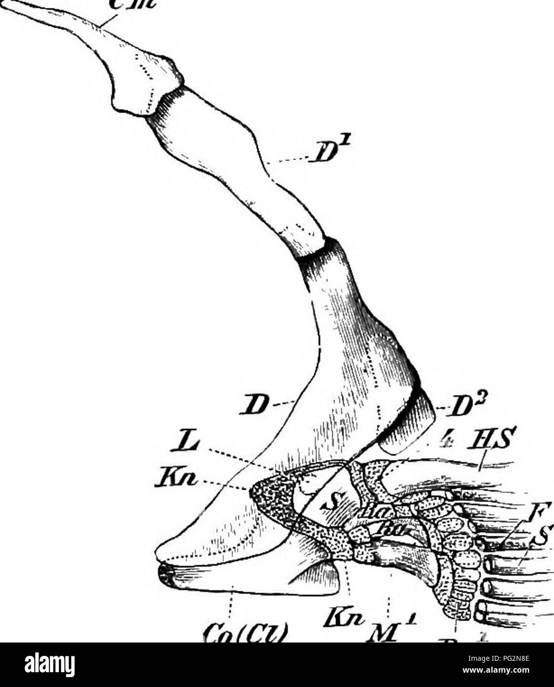 . Elements of the comparative anatomy of vertebrates. Anatomy, Comparative. PECTORAL ARCH 107 Cm. and outer circumference of the (primary) arch, conveii articulations being formed on the arch which fit into concave facets on the fin, the point of attachment of which may be taken as separating the arch into an upper dorsal and a lower ventral section. The former, which may exceptionally be connected with the vertebral column (viz., Raiidse), cor- responds to a scapula, and the latter to a coracoicl plus procoracoid of the higher Vertebrata.i In Teleosts and Bony Oanoids the bony (secondary) arc Stock Photo