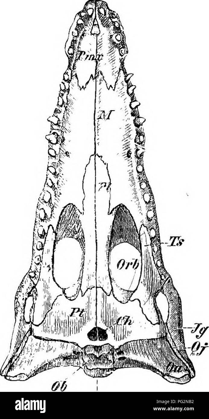 . Elements of the comparative anatomy of vertebrates. Anatomy, Comparative. 92 COMPARATIVE ANATOMY The columella here also probably arises in connection with the upper end of the hyoid arch (see p. 84), with which it is continuous in Hatteria. The quadrate alone forms as the suspensorium for the lower iaw: it may be articulated witli the skull (Ophidia/ most Lacertilia) or firmly fixed to it (Hatteria, Chelonia, Crocodilia). According to Gaupp, a squamosal is wanting in narrow-mouthed Snakes and Hatteria, and a paraquadrate, comparable to that of the Amphibia (p. 85) is present in almost all L Stock Photo
