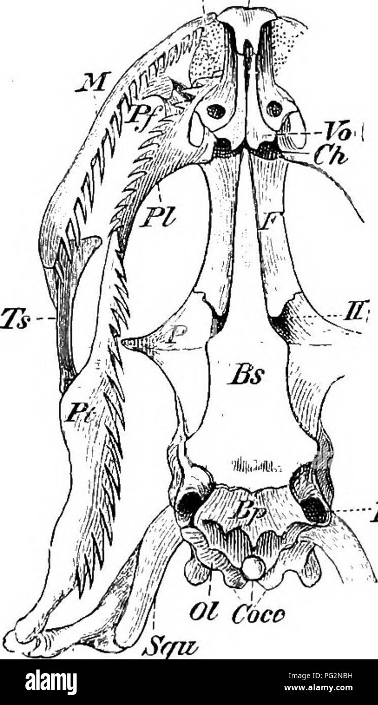 . Elements of the comparative anatomy of vertebrates. Anatomy, Comparative. 00 COMPARATIVE ANATOMY of ossification, which gives the skull a very firm and solid appear- ance ; only amongst Lizards (Fig. 71), and especially in Hatteria is the cartilage retained to any considerable extent, and owing to the conformation of the bones in the posterior region, the skull in these forms presents a number of distinct spaces or fossae in the dry state. In Snakes and Amphisbsenians the cranial cavity extends forwards between the orbits as far as the ethmoidal region, while in the Lacertilia, Chelonia, and Stock Photo