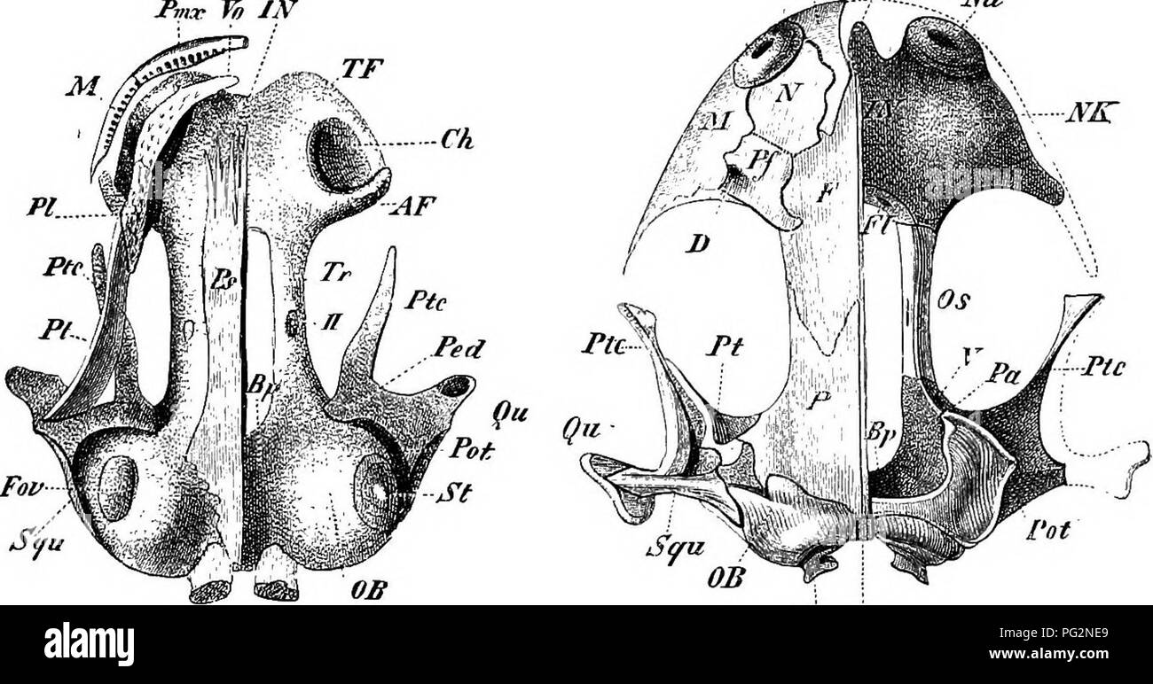 . Elements of the comparative anatomy of vertebrates. Anatomy, Comparative. THE SKULL 83 JPmr To JN Pmx ^ Ma. Con- Fii!. 63.—SkulTj of a Young AxoLOTL. Ventral view. face Osp Fig. 64.—Skull of Salamandra atra (Adult). Dorsal view. Tn..-. Please note that these images are extracted from scanned page images that may have been digitally enhanced for readability - coloration and appearance of these illustrations may not perfectly resemble the original work.. Wiedersheim, Robert, 1848-1923; Parker, William Newton, 1857-1923. London, Macmillan Stock Photo