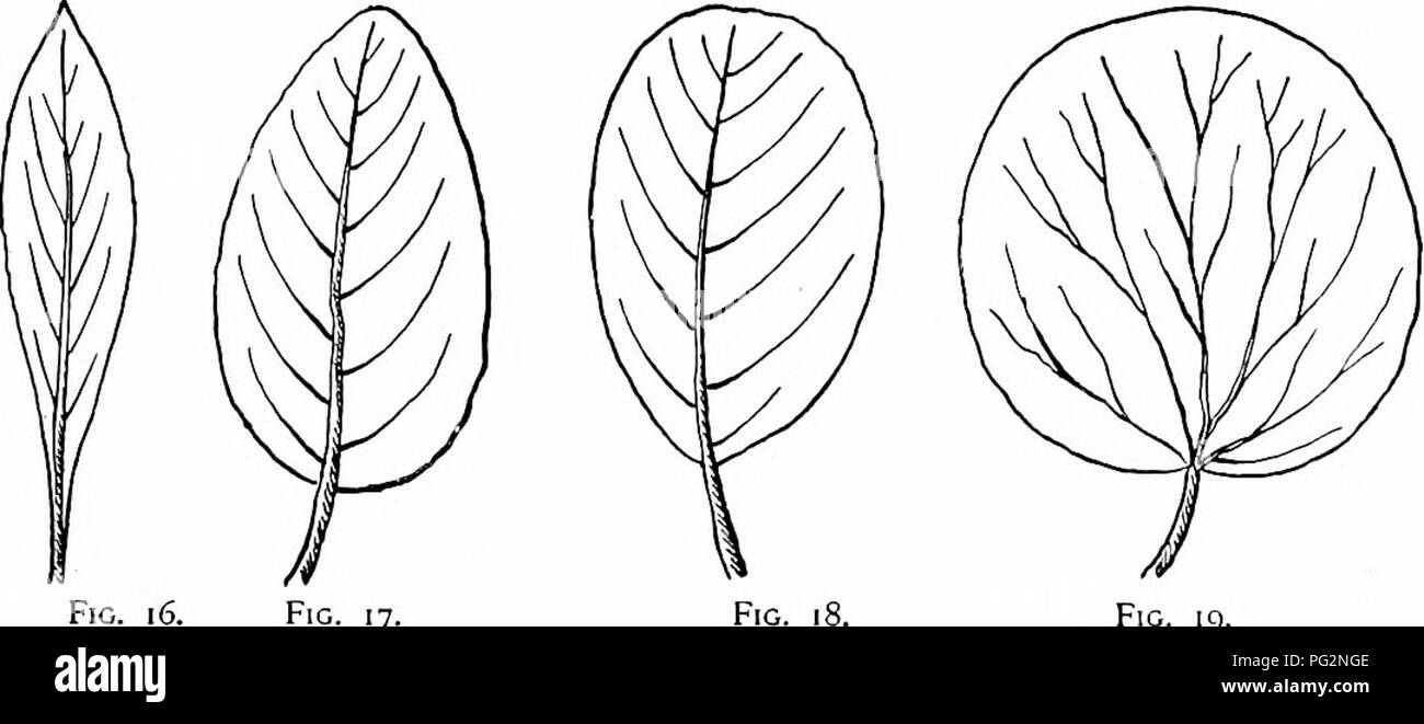 . Our native trees and how to identify them; a popular study of their habits and their peculiarities. Trees. Fig. [o. Fig. ii. Fig. 12. Fig. 13. Fig. 14. Fig. 15. Fig. 16. Fig. 17. Fig. 19. The principal forms found in the leaves of trees are the following : Needle-shaped, like the leaves of the Pine. (Fig. 10.) Linear, a narrow elongated form. (Fig. n.) Oblong, two or three times longer than wide with sides nearly parallel. (Fig. 12.) Elliptical, oblong with a flowing outline, the two ends alike in width. (Fig. 13.) Oval, broadly elliptical. (Fig. 14.) Lanceolate, broader at base than apex, b Stock Photo