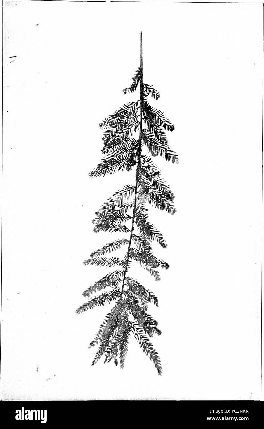 Our native trees and how to identify them a popular study of their habits