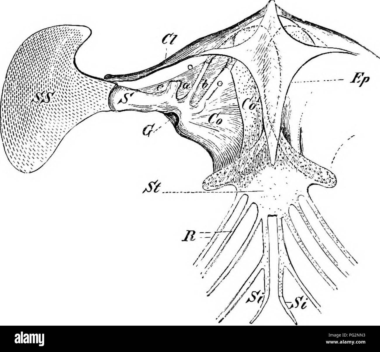 . Elements of the comparative anatomy of vertebrates. Anatomy, Comparative. 60 COMPARATIVE ANATOMY ing to differentiations of the pectoral arch/ but as consisting of skeletal parts which primarily belong to the body-wall, and only secondarily come into connection with the limb-skeleton. In most Urodeles and certain Anurans the edges of the cartilag- inous sternum are inserted into the grooved median margins of the two coracoids (Fig. 43, B, C), to which they are united by connective tissue. In Rana, on the other hand (D), in which the two halves of the pectoral arch are much moi'e closely conn Stock Photo