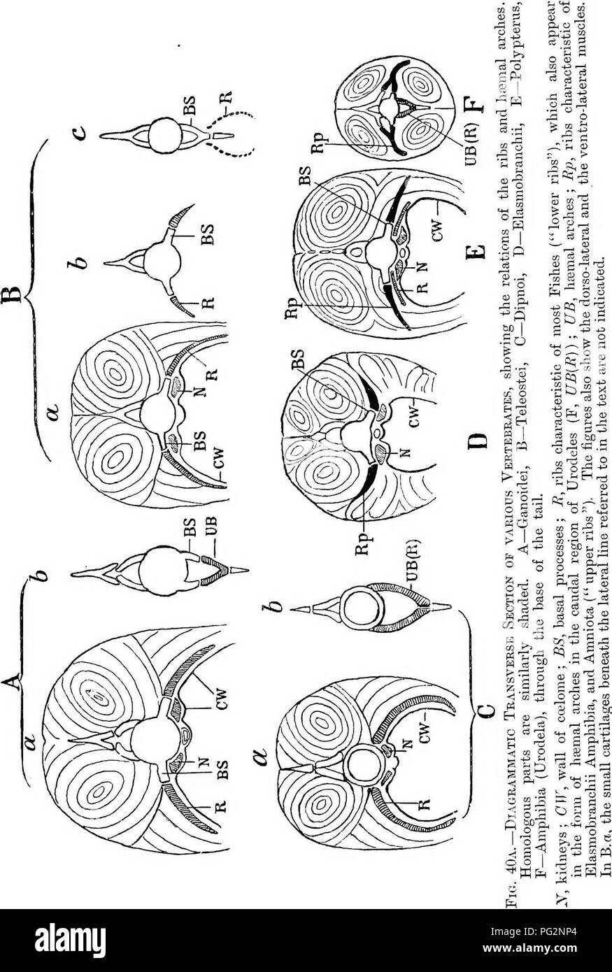 Comparative animal anatomy textbook Black and White Stock Photos ...