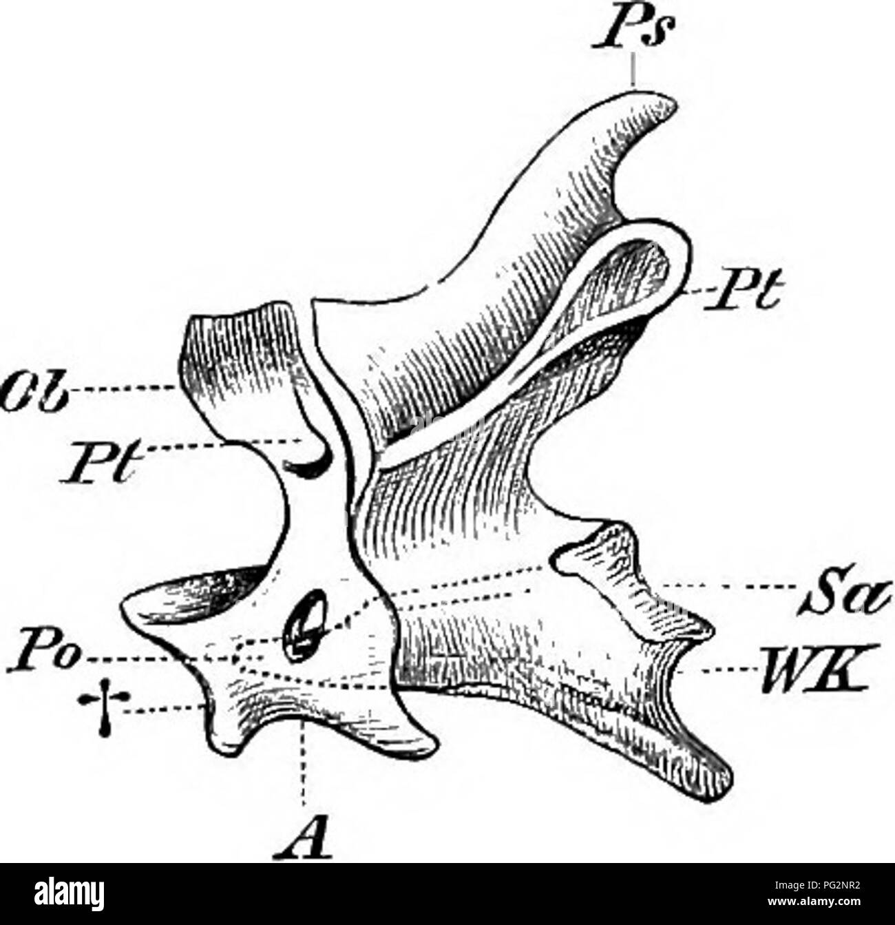. Elements of the comparative anatomy of vertebrates. Anatomy, Comparative. 48 COMPARATIVE ANATOMY them throughout life by sutures, as is the case iu certain Reptiles: even the ligament which keeps the odontoid process of the axis in its place may become ossified. Fibro-cartilaginous discs or menisci are present between the centra. In the cervical region, which is extremely flexible and often very long, the centra are in nearly all cases connected by means of saddle-shaped synovial articulations; the upper part of the bifurcated transverse processes arises from the arch, the lower from the cen Stock Photo