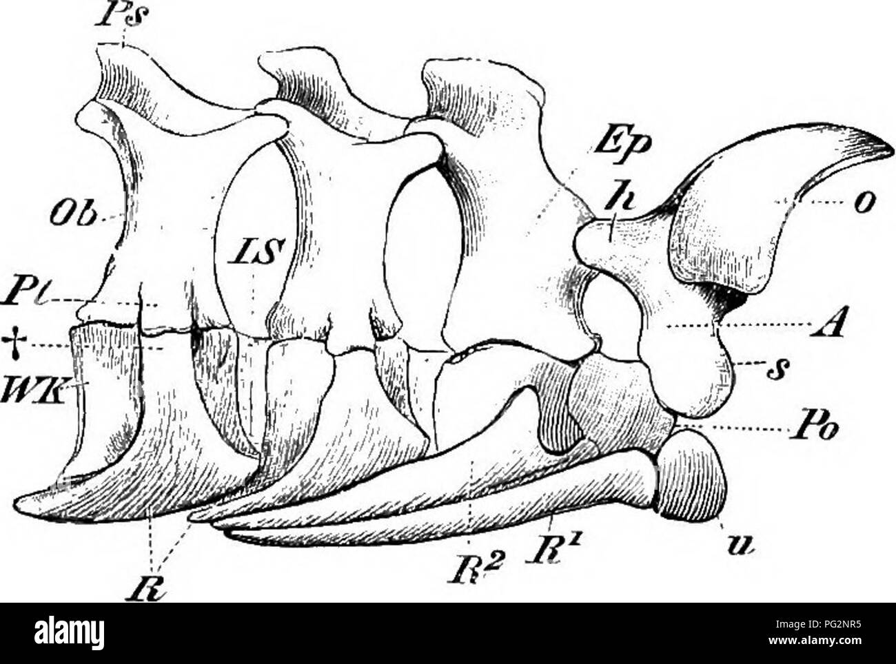 This work on vertebrate comparative anatomy explores the