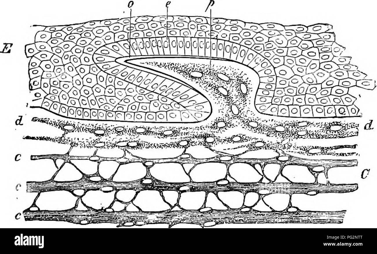 . Elements of the comparative anatomy of vertebrates. Anatomy, Comparative. EXOSKELETON 31 these denticles, the basal-plate representing an accessory portion of the denticle, and serving to fix it within the skin. In the further course of evolution the denticle itself undergoes reduc- tion, the basal-plate remaining as an independent structure.^ This is illustrated by a study of the exoskeleton in other Vertebrates. In the Holocephali dermal denticles are only present on certain appendages (the claspers), and the first dorsal-fin is strengthened by a large bony spine. In most Ganoids thick pla Stock Photo