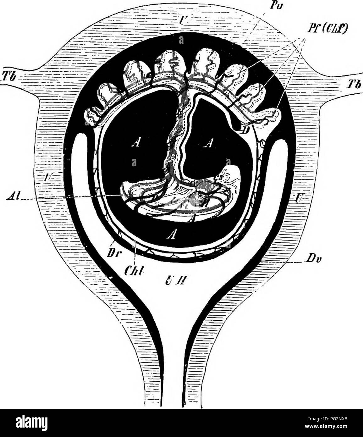 . Elements of the comparative anatomy of vertebrates. Anatomy, Comparative. INTRODUCTION 11 Ulaierally symmetrical. The neural tube, or cerebro-spinal cavity, enclosed by the skull and vertebral arches, contains the central ner- TTOUS system {hrain and spinal cord); the visceral tube (ccelome, p. 8, Fig. 7) encloses the viscera (alimentary canal, urinogenital -organs, &amp;c.),and its muscular walls may be strengthened by a series l'f(CLf). Fig. 9.—Diagrammatic Section through the Human Gravid Uteris. U, uterus ; Th, Tb, Fallopian tubes ; UH, uterine cavity ; Dv, deeitlua vera, which at Pu pas Stock Photo