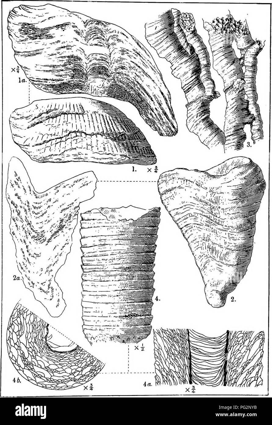 . Contributions to Canadian palæontology. Paleontology. CONTR, TO CAN. PAL., VOL. IV. PLATE XVIII. L. M. Lambe.delt.. Please note that these images are extracted from scanned page images that may have been digitally enhanced for readability - coloration and appearance of these illustrations may not perfectly resemble the original work.. Geological Survey of Canada. Ottawa, Printed by S. E. Dawson Stock Photo