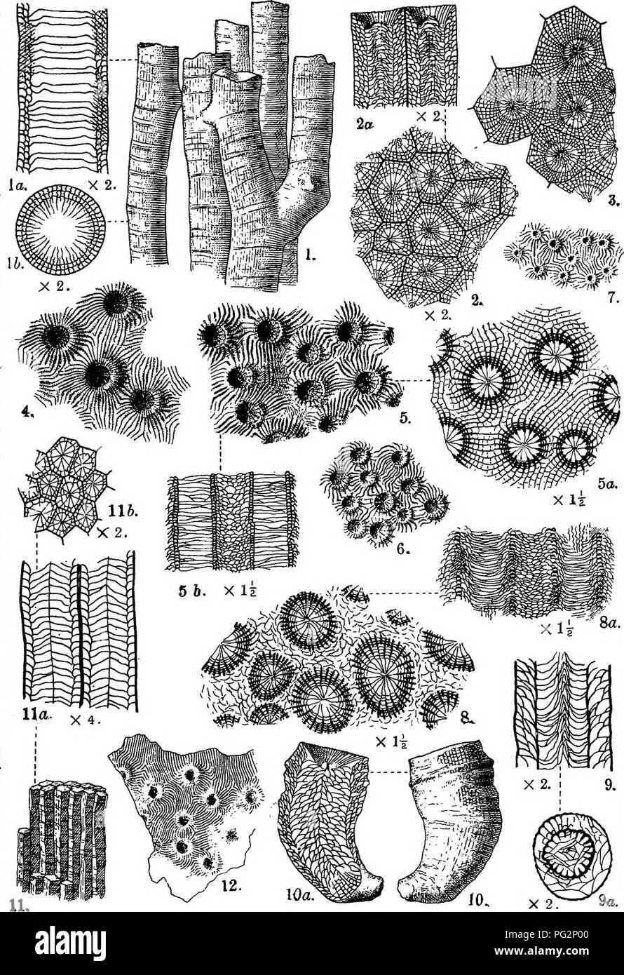 . Contributions to Canadian palÃ¦ontology. Paleontology. â CONTR. TO CAN. PAL., VOL. IV. PLATE XIV. L.M. Lambe.delt;. Please note that these images are extracted from scanned page images that may have been digitally enhanced for readability - coloration and appearance of these illustrations may not perfectly resemble the original work.. Geological Survey of Canada. Ottawa, Printed by S. E. Dawson Stock Photo