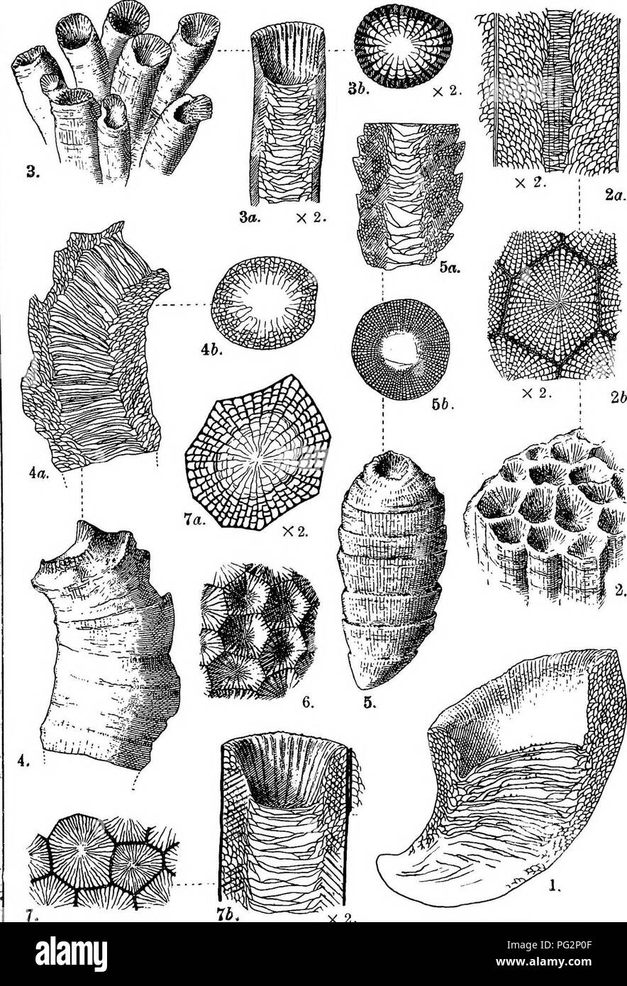 . Contributions to Canadian palæontology. Paleontology. CONTR. TO CAN. PAL,, VOL IV. PLATE XII. X 2. L. M. Lambe.delt.. Please note that these images are extracted from scanned page images that may have been digitally enhanced for readability - coloration and appearance of these illustrations may not perfectly resemble the original work.. Geological Survey of Canada. Ottawa, Printed by S. E. Dawson Stock Photo