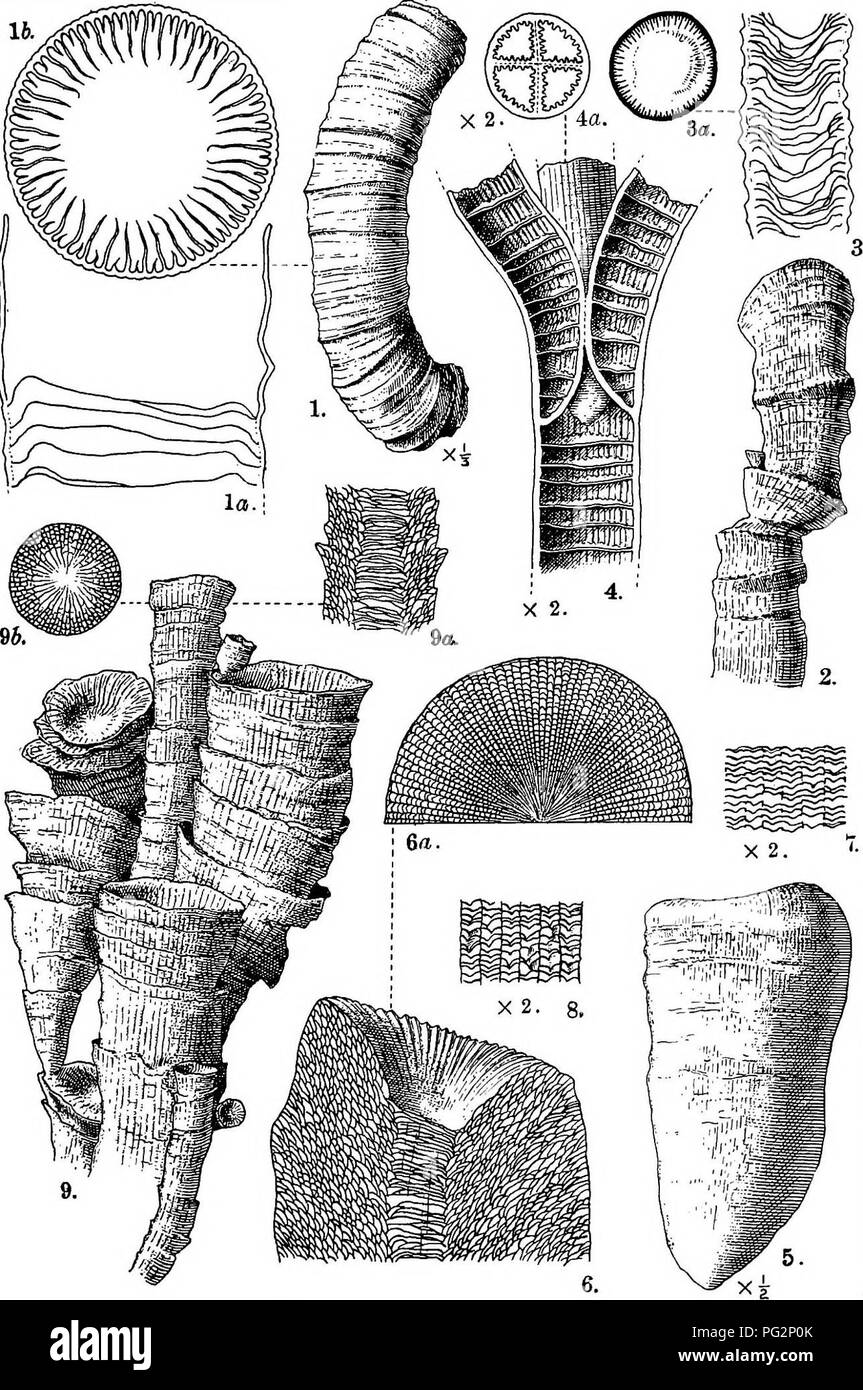 . Contributions to Canadian palæontology. Paleontology. CONTR. TO CAN. PAL.. VOL IV PLATE X. L. M. Lambe.delt.. Please note that these images are extracted from scanned page images that may have been digitally enhanced for readability - coloration and appearance of these illustrations may not perfectly resemble the original work.. Geological Survey of Canada. Ottawa, Printed by S. E. Dawson Stock Photo