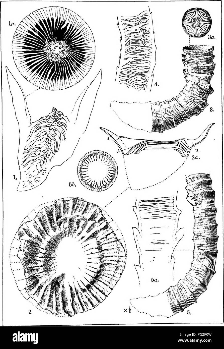 . Contributions to Canadian palæontology. Paleontology. CONTR. TO CAN. PAL., VOL. IV. PLATE vm. L. M. Lambe.delt.. Please note that these images are extracted from scanned page images that may have been digitally enhanced for readability - coloration and appearance of these illustrations may not perfectly resemble the original work.. Geological Survey of Canada. Ottawa, Printed by S. E. Dawson Stock Photo