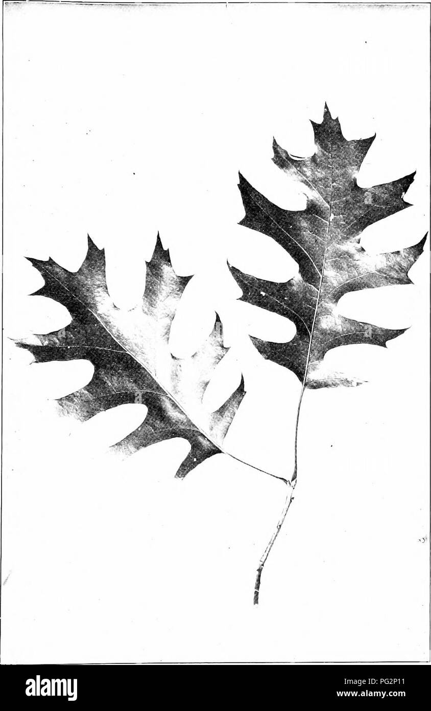 . Our native trees and how to identify them; a popular study of their habits and their peculiarities. Trees. SCARLET OAK. Scarlet Oak, Quercus coccinea. Leaves 3' to &amp; long, 2J4' to 5' broad.. Please note that these images are extracted from scanned page images that may have been digitally enhanced for readability - coloration and appearance of these illustrations may not perfectly resemble the original work.. Keeler, Harriet L. (Harriet Louise), 1846-1921. New York, C. Scribner's Sons Stock Photo