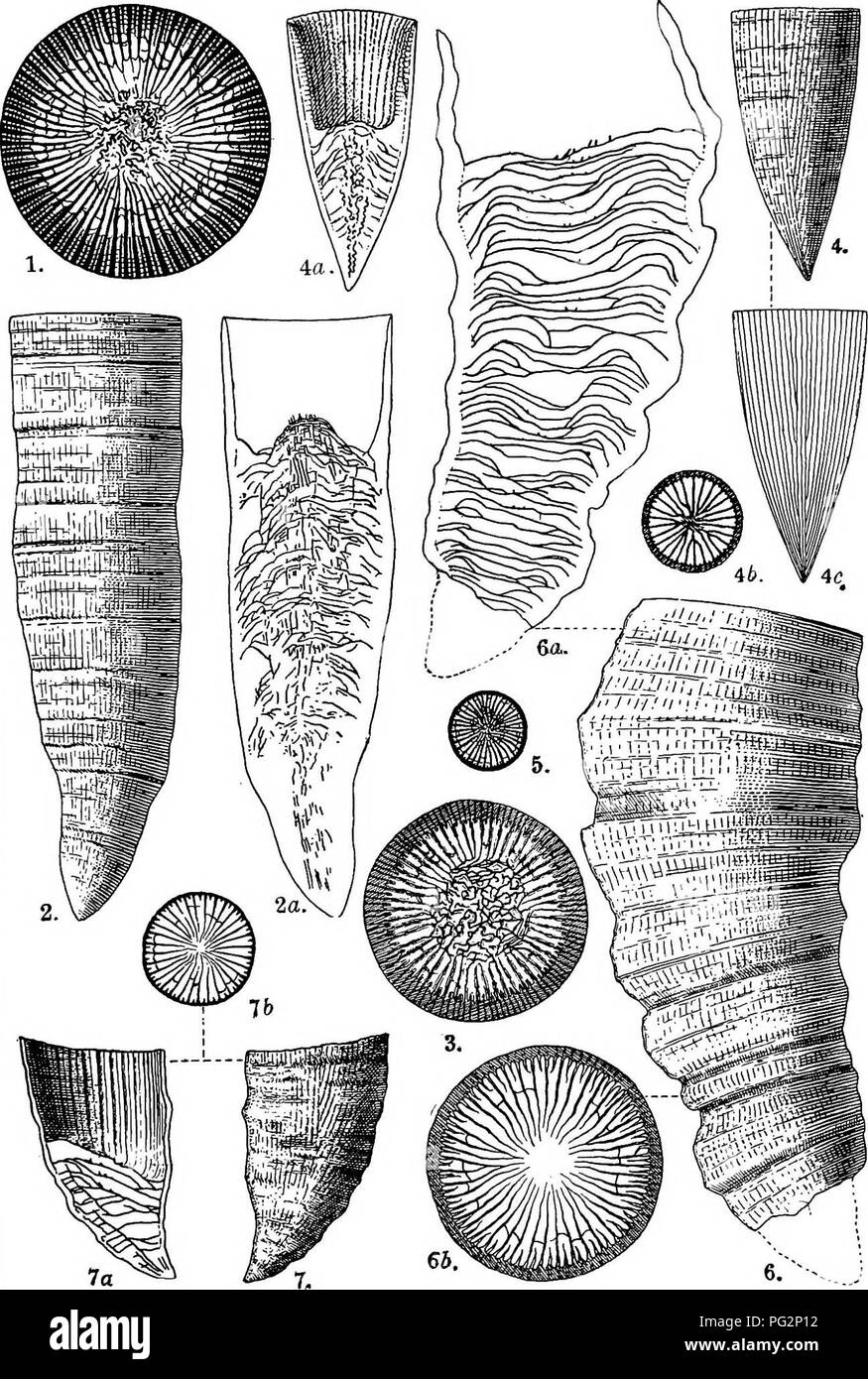 . Contributions to Canadian palæontology. Paleontology. CONTR. TO CAN. PAL., VOL. IV. PLATE, vn. L.M. Lambe.delt.. Please note that these images are extracted from scanned page images that may have been digitally enhanced for readability - coloration and appearance of these illustrations may not perfectly resemble the original work.. Geological Survey of Canada. Ottawa, Printed by S. E. Dawson Stock Photo