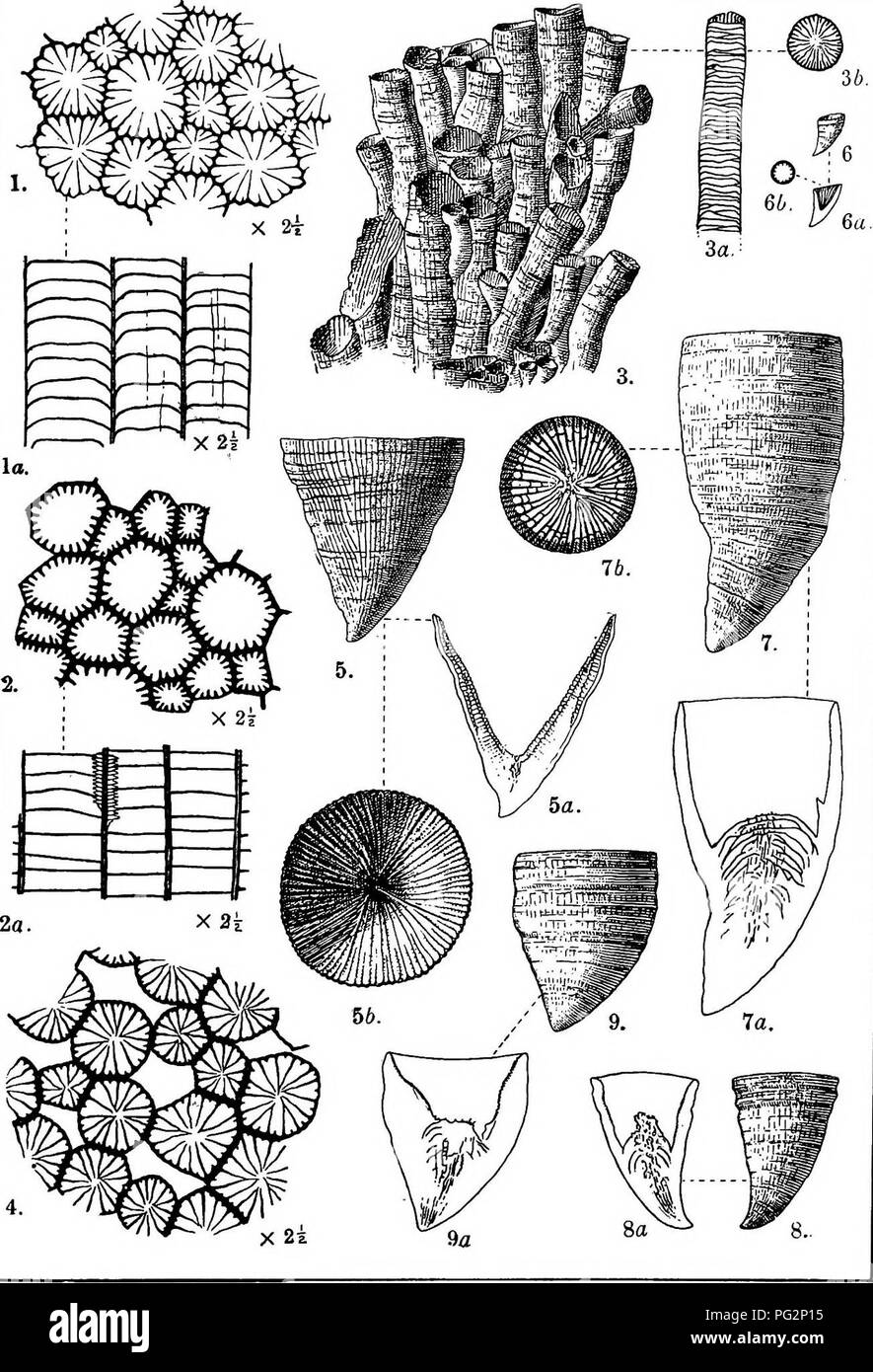 . Contributions to Canadian palæontology. Paleontology. CONTR. TO CAN. PAL., VOL. IV. PLATE VI. L. M. Lambe.delt.. Please note that these images are extracted from scanned page images that may have been digitally enhanced for readability - coloration and appearance of these illustrations may not perfectly resemble the original work.. Geological Survey of Canada. Ottawa, Printed by S. E. Dawson Stock Photo
