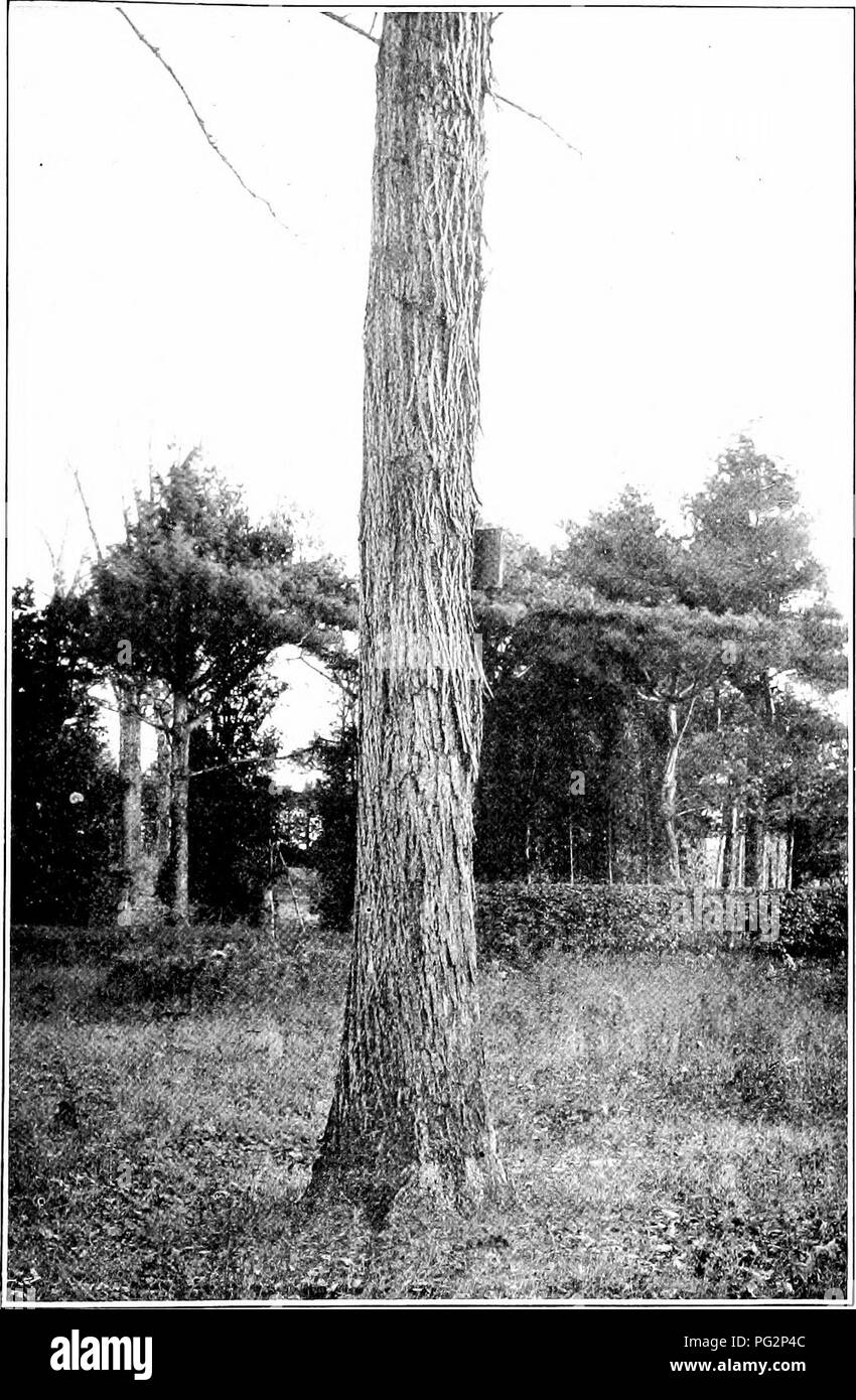 . Our native trees and how to identify them; a popular study of their habits and their peculiarities. Trees. SHELLBARK HICKORY. frunk of Shellbark Hickory, Hicoria ovata.. Please note that these images are extracted from scanned page images that may have been digitally enhanced for readability - coloration and appearance of these illustrations may not perfectly resemble the original work.. Keeler, Harriet L. (Harriet Louise), 1846-1921. New York, C. Scribner's Sons Stock Photo