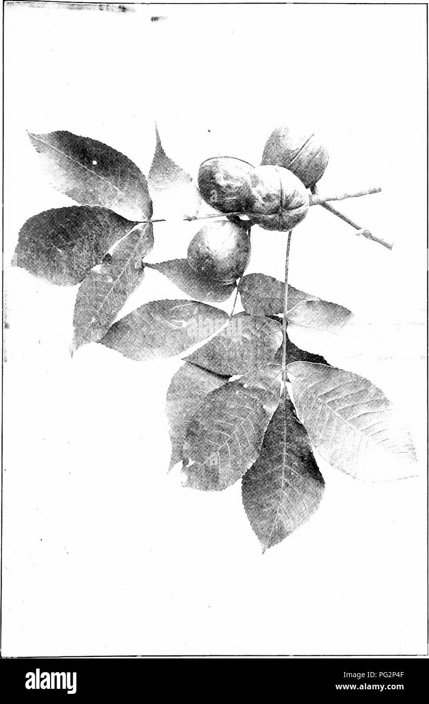 . Our native trees and how to identify them; a popular study of their habits and their peculiarities. Trees. SHELLBARK HICKORY. Fruiting Spray of Shellbark Hickory, Hicoria ovata. Leaves 8' to 'd' long.. Please note that these images are extracted from scanned page images that may have been digitally enhanced for readability - coloration and appearance of these illustrations may not perfectly resemble the original work.. Keeler, Harriet L. (Harriet Louise), 1846-1921. New York, C. Scribner's Sons Stock Photo