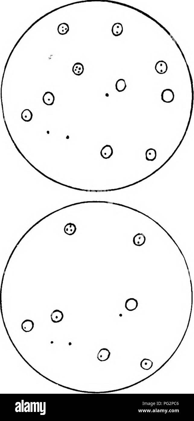 . Animal parasites and parasitic diseases . Domestic animals; Veterinary medicine. PARASITOLOGY. 213 Description.—The protozoa is round or oval in shape and from one-tenth to one-sixth the diameter of a red blood cell. They show amoeboid movement. From one to four are found in a cell. They may also be found free in the serum. Animals Infested.—The sheep. Parts Infested.—The red blood cells. Name of Disease.—Ictero-hematuria.. Fig. 79.—Firoplasma Ovis. Showing the protozoa some in the red blood cells, some free.. Please note that these images are extracted from scanned page images that may have Stock Photo