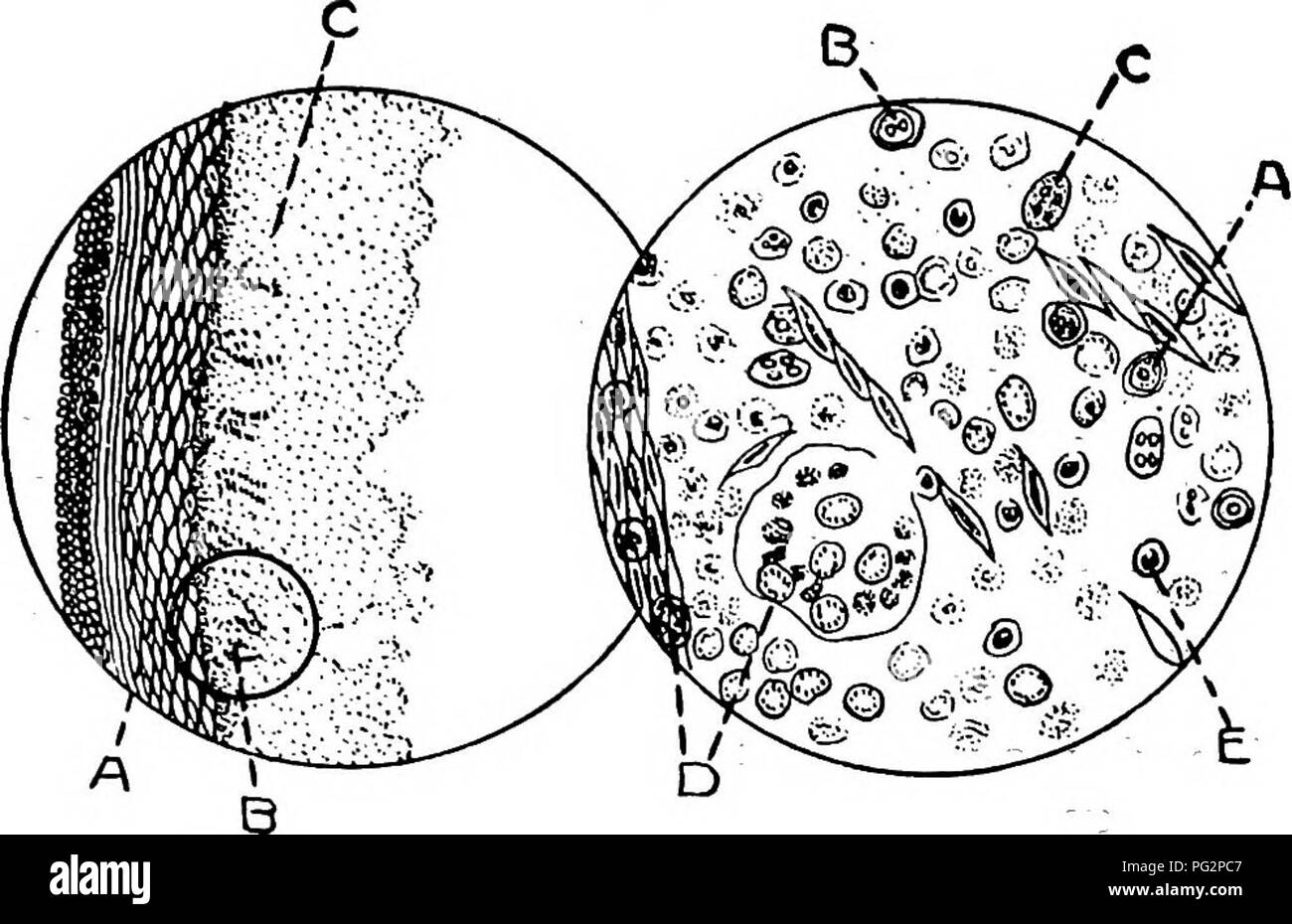 . Animal parasites and parasitic diseases . Domestic animals; Veterinary medicine. PARASITOLOGY. 309. Flgr. 77. Fig: 78. Fig. 77.—The transverse section through the caecum of a chick that died of white diarrhoea; a, muscular layer which, at some points, is invaded by the protozoon, Coccidiuin tenellum. The glands of the mucous membrane have all disappeared except small remnants indicated by b: c. granular degenerated mass from dis- solution of the mucous membrane, magnified 100 times. Fig. 78.—The area in the circle indicated-by b in Fig. 21, magni- fied 900 times. The letters indicate the pro Stock Photo