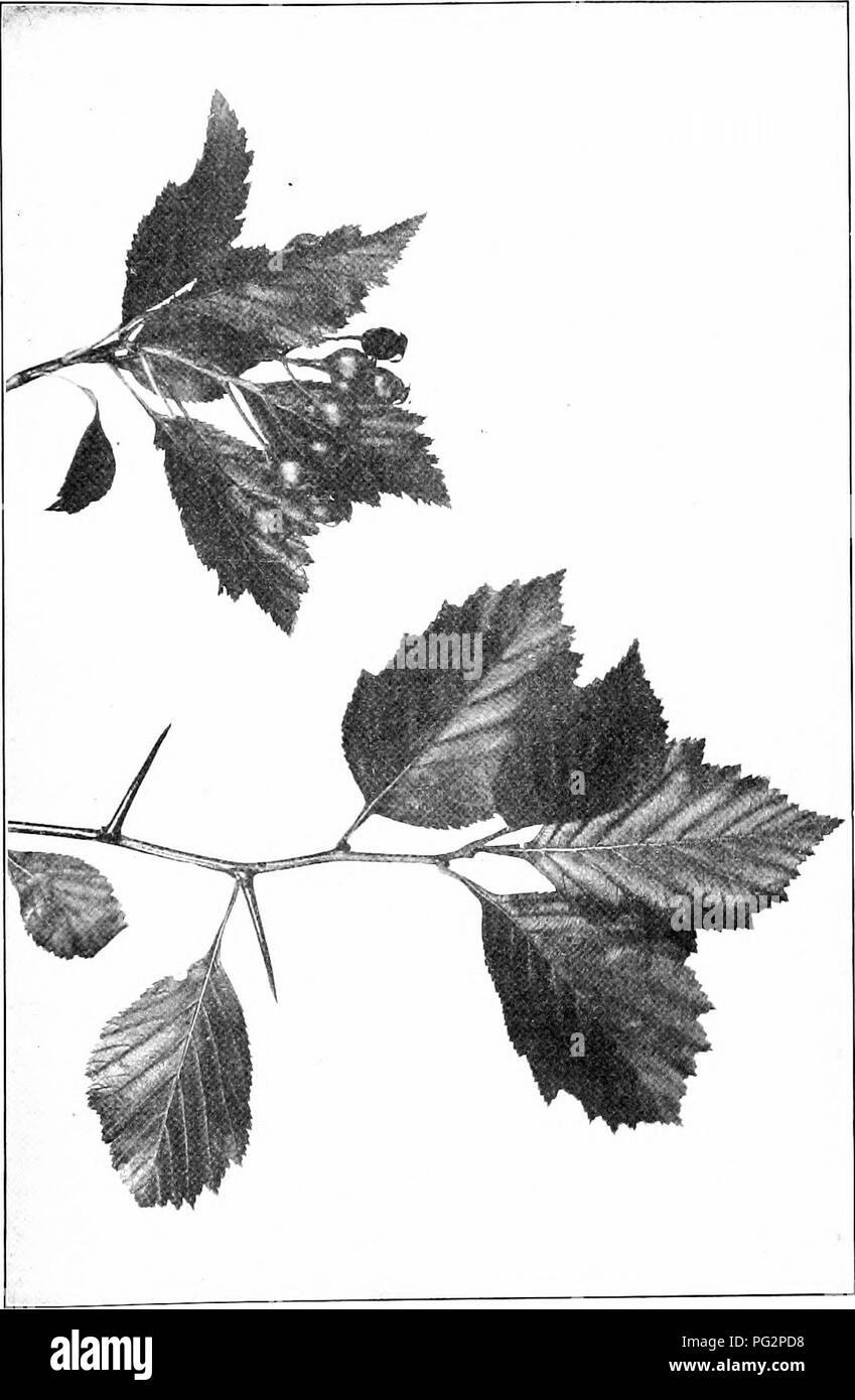 . Our native trees and how to identify them; a popular study of their habits and their peculiarities. Trees. BLACK THORN. Sprays of Black Thorn, Crataegus tomentosa. Leaves 2' to 5' long.. Please note that these images are extracted from scanned page images that may have been digitally enhanced for readability - coloration and appearance of these illustrations may not perfectly resemble the original work.. Keeler, Harriet L. (Harriet Louise), 1846-1921. New York, C. Scribner's Sons Stock Photo