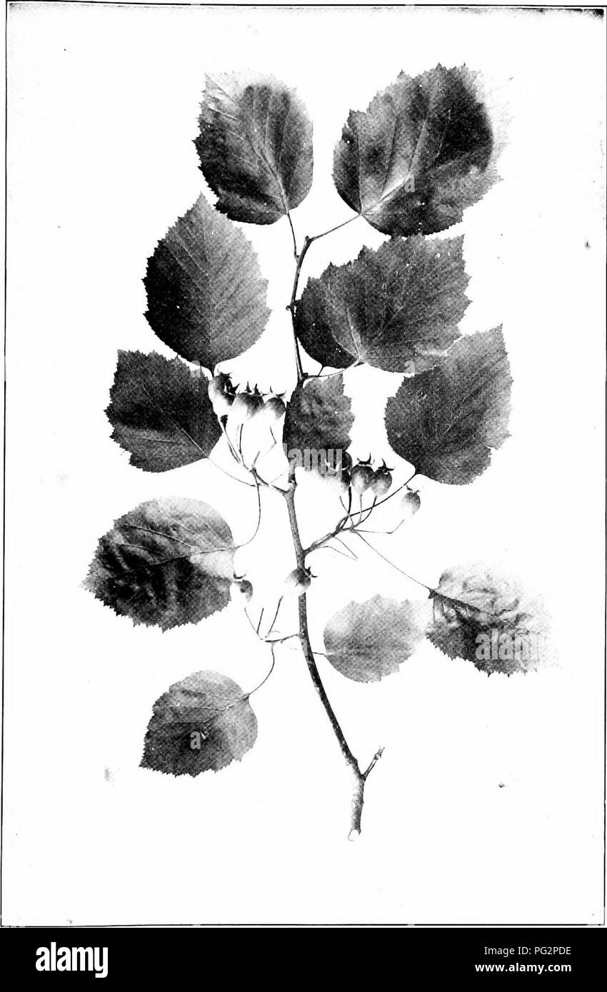 . Our native trees and how to identify them; a popular study of their habits and their peculiarities. Trees. SCARLET HAW. Fruiting Branch of Scarlet Haw Cratcegus mollis. Leaves 2' to 4' long. Haws 1' to yj in length.. Please note that these images are extracted from scanned page images that may have been digitally enhanced for readability - coloration and appearance of these illustrations may not perfectly resemble the original work.. Keeler, Harriet L. (Harriet Louise), 1846-1921. New York, C. Scribner's Sons Stock Photo