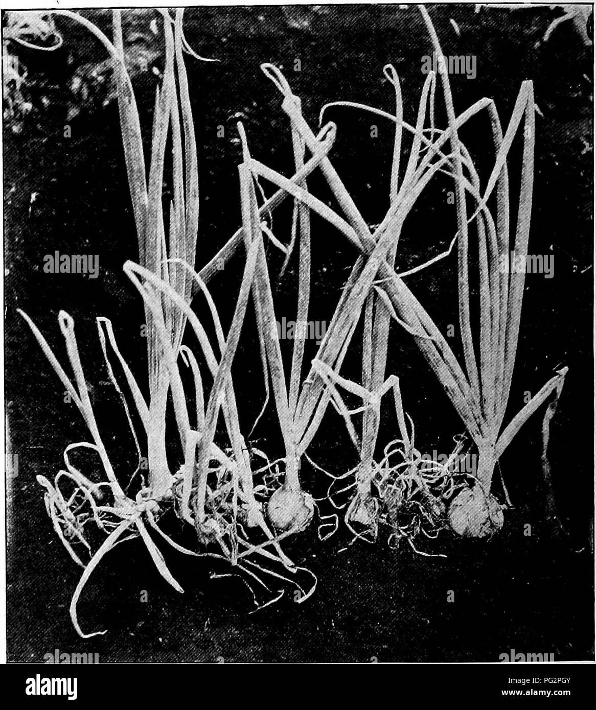 Onion crop disease Black and White Stock Photos & Images - Alamy
