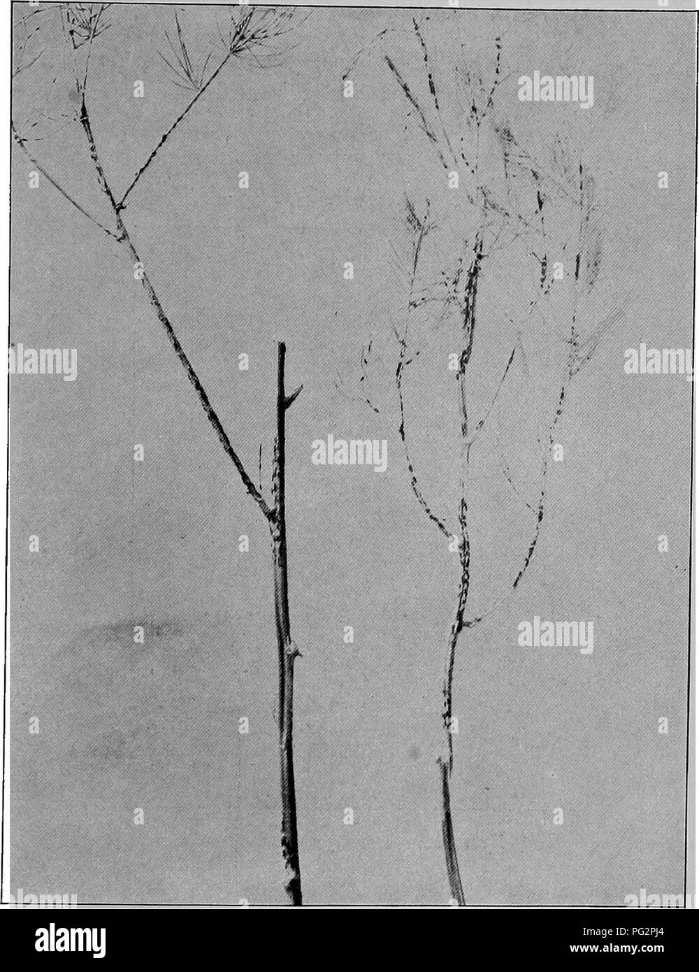 This image focuses on vegetable diseases in New York state ...