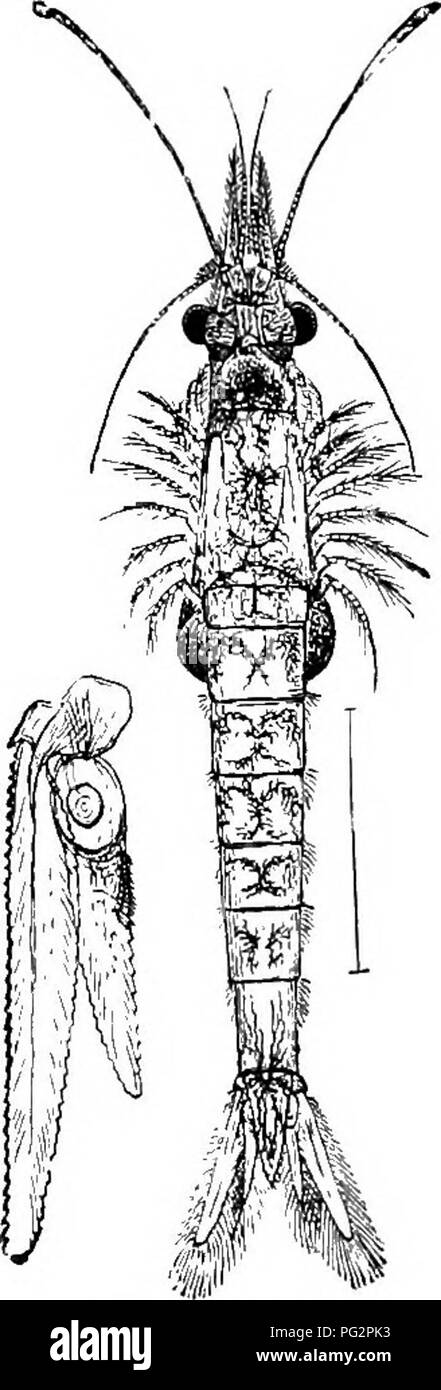 This work discusses the various theories and observations surrounding ...