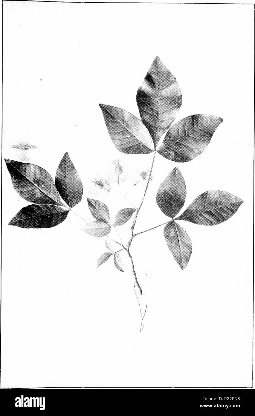 . Our native trees and how to identify them; a popular study of their habits and their peculiarities. Trees. WAFER ASH. Fruiting Spray of Wafer Ash, Ptelea infoliata. Leaflets }' to 5' long, 2' to 3' broad.. Please note that these images are extracted from scanned page images that may have been digitally enhanced for readability - coloration and appearance of these illustrations may not perfectly resemble the original work.. Keeler, Harriet L. (Harriet Louise), 1846-1921. New York, C. Scribner's Sons Stock Photo