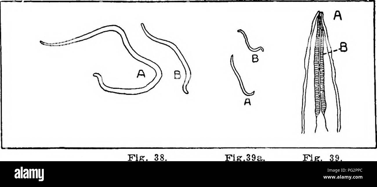 . Animal parasites and parasitic diseases . Domestic animals