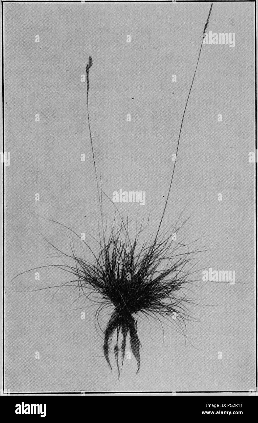 . Grasses and how to grow them in North America. Grasses. FlQ. 18. SHEEP'S FESCUE (Fesluca ovina). Tennessee Experiment atation.. Please note that these images are extracted from scanned page images that may have been digitally enhanced for readability - coloration and appearance of these illustrations may not perfectly resemble the original work.. Shaw, Thomas, 1843-1918. St. Paul, Webb Pub. Co. Stock Photo