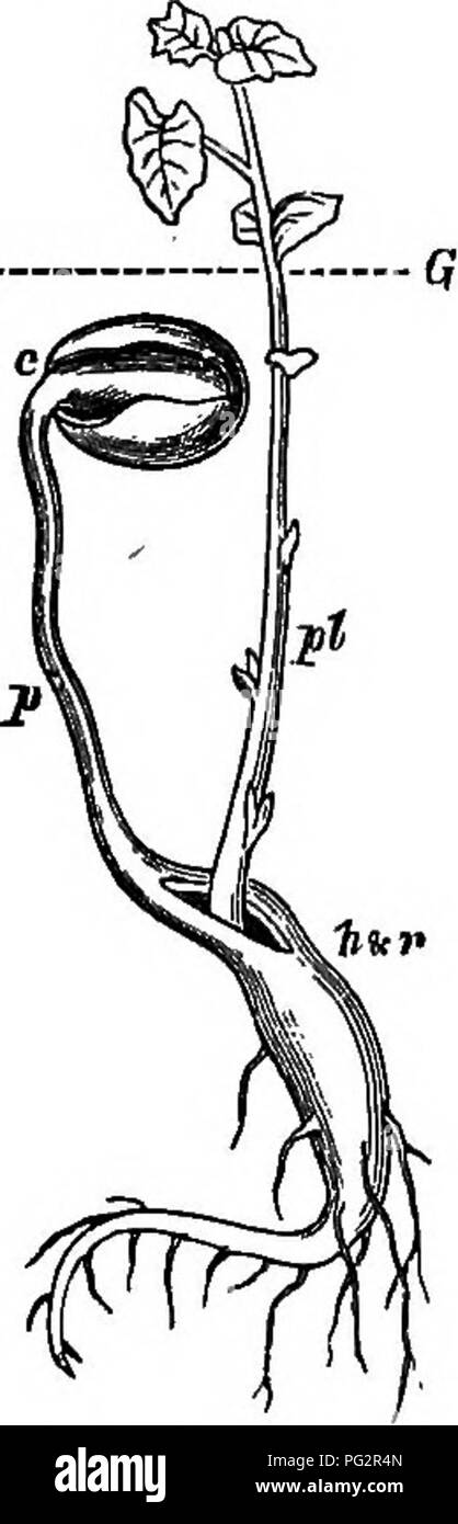 . The power of movement in plants . Plants; Botany. 82 HYPOCOTYLS, EPICOTYLS, ETC., Chap. II Fig. Sa, A. •3 inch in length, and was quite straight; but from having increased in thickr,ess it had just begun to split open the lower part of the petioles on one side, along the line of their confluence. By the following morning the upper part of the plumule had arched itself into a right angle, and the convex side or elbow had thus been forced out through the slit. Here then the arching of the plumule plays the same part as in the case of the petioles of the Delphinium. As the plumule continued to  Stock Photo