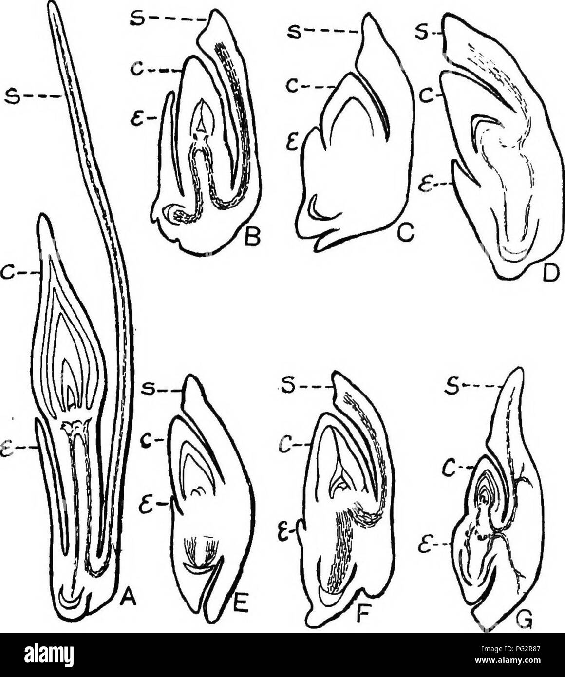 . Heredity and evolution in plants. Heredity; Plants. 224 HEREDITY AND EVOLUTION IN PLANTS senting 12 tribes, demonstrated the presence of the rudi- mentary cotyledon (epiblast) in 29 of the genera, repre-. FiG. 106.—Diagram of longitudinal sections of grass-embryos (Gram- ineas) to illustrate the rudimentary cotyledon {epiblast). A-C, E-G, redrawn from J. M. Coulter, after Bruns; D, from nature. A, Zizania acflatica; B, Leersia clandestina; C, Leptochloa arabica; D, Triticum vtd- gare; E, Spartina cynosuroides; F, Trilicum vulgare; G, Zea Mays; i, scutellum; c, coleoptile; ii, epiblast. senti Stock Photo