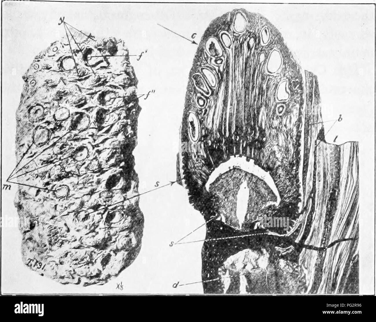 . Heredity and evolution in plants. Heredity; Plants. THE EVOLUTION OF PLANTS 213. Fig. 97.—Cycadeoidea Widandi. At left, a finely preserved trunk bearing many ovulate cones with seeds approaching maturity, and a lesser number of either young or abortive cones. ]', Receptacle of a shed or non-preserved cone with surrounding bracts yet present; f&quot;, two cones broken away during erosion, with a portion of the basal infertile pedicel yet remaiiiing; m, four cones eroded down to the surface of the armor, in this instance about or a little beneath the level of the lowermost seeds; y, three of t Stock Photo