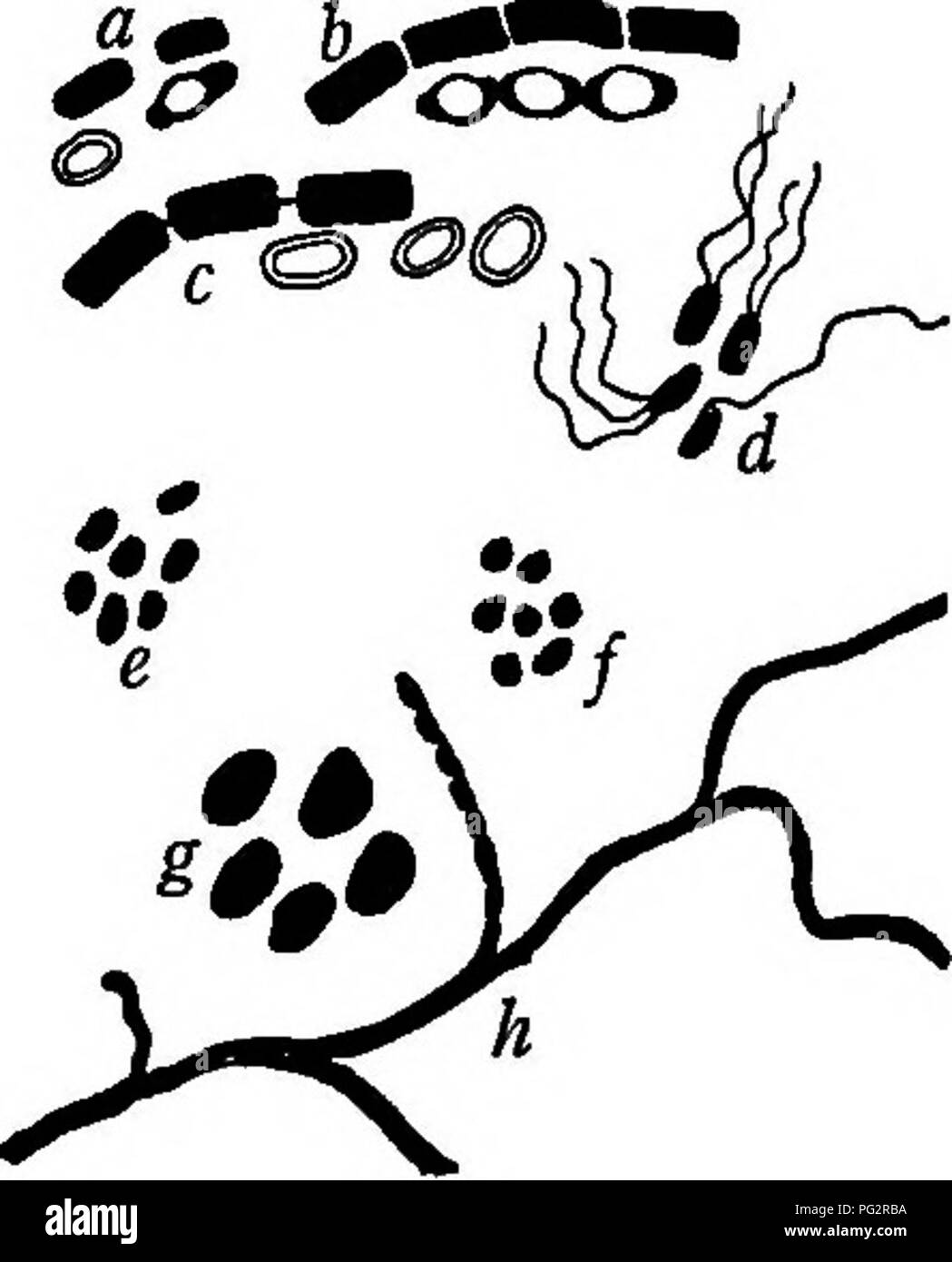 . Bacteria, yeasts and molds in the home. Bacteriology; Yeast fungi; Molds (Fungi). BACTERIA IN THE SOIL I3S water derived directly from flowing streams and rivers is most likely to contain these organisms in greatest num- bers. The most dangerous water for drinking pur- poses is that of rivers which have been contaminated in any way by sewage material, a condition of things true of the water used in some cities. Soil. Soil on the surface of the earth is usually filled with bacteria (Fig. 56). They are usually abundant in the superficial layers, decreasing a^ 6 rapidly as we pass below the sur Stock Photo