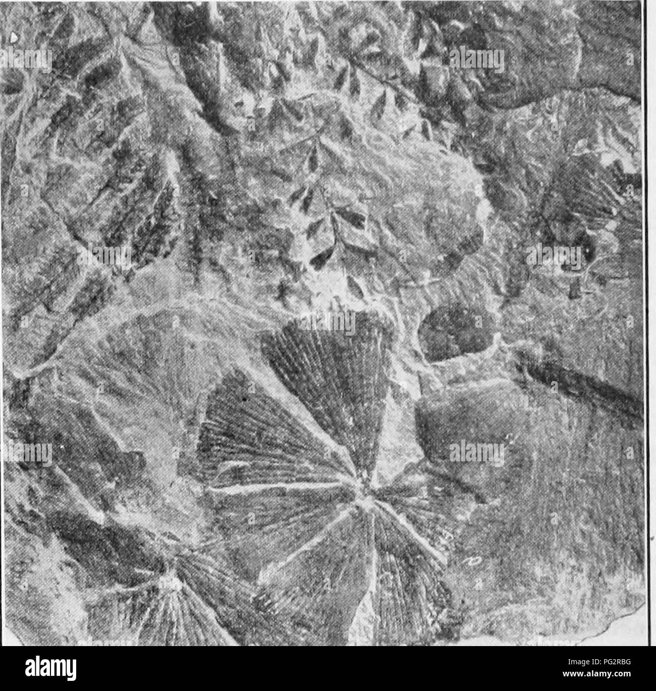 Carbonized fossil of fern Black and White Stock Photos & Images Alamy