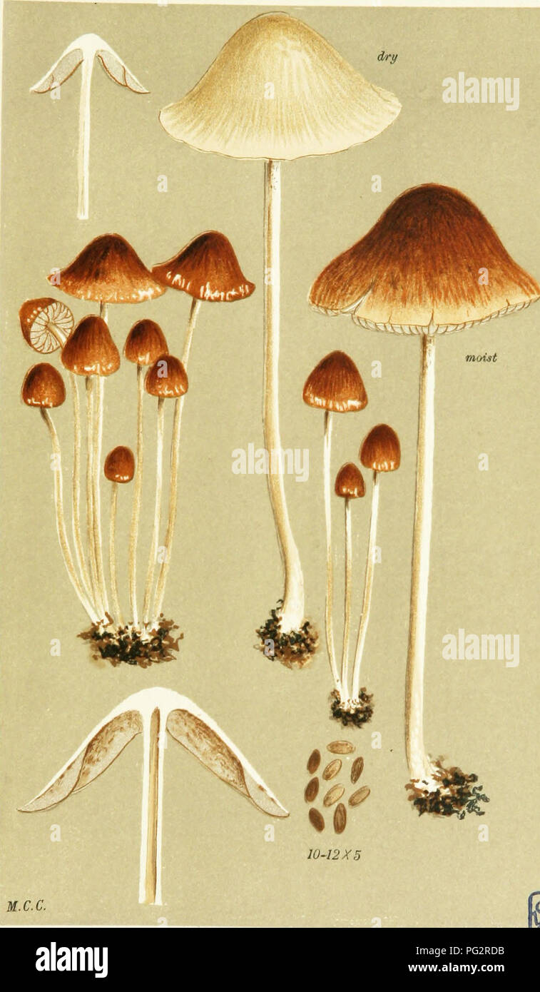 . Illustrations of British Fungi (Hymenomycetes) to serve as an atlas to the &quot;Handbook of British fungi&quot;. Fungi; Botany. PRATELLI.. = L. 578( AGARICUS (PSATHYRA! SEMI-VESTITUS. B. Sf Br. on, ntbbish heaps, Keiv Oardens, Oct. 1883.. Please note that these images are extracted from scanned page images that may have been digitally enhanced for readability - coloration and appearance of these illustrations may not perfectly resemble the original work.. Cooke, M. C. (Mordecai Cubitt), b. 1825; Cooke, M. C. (Mordecai Cubitt), b. 1825. Handbook of British fungi. London, Williams and Norgate Stock Photo