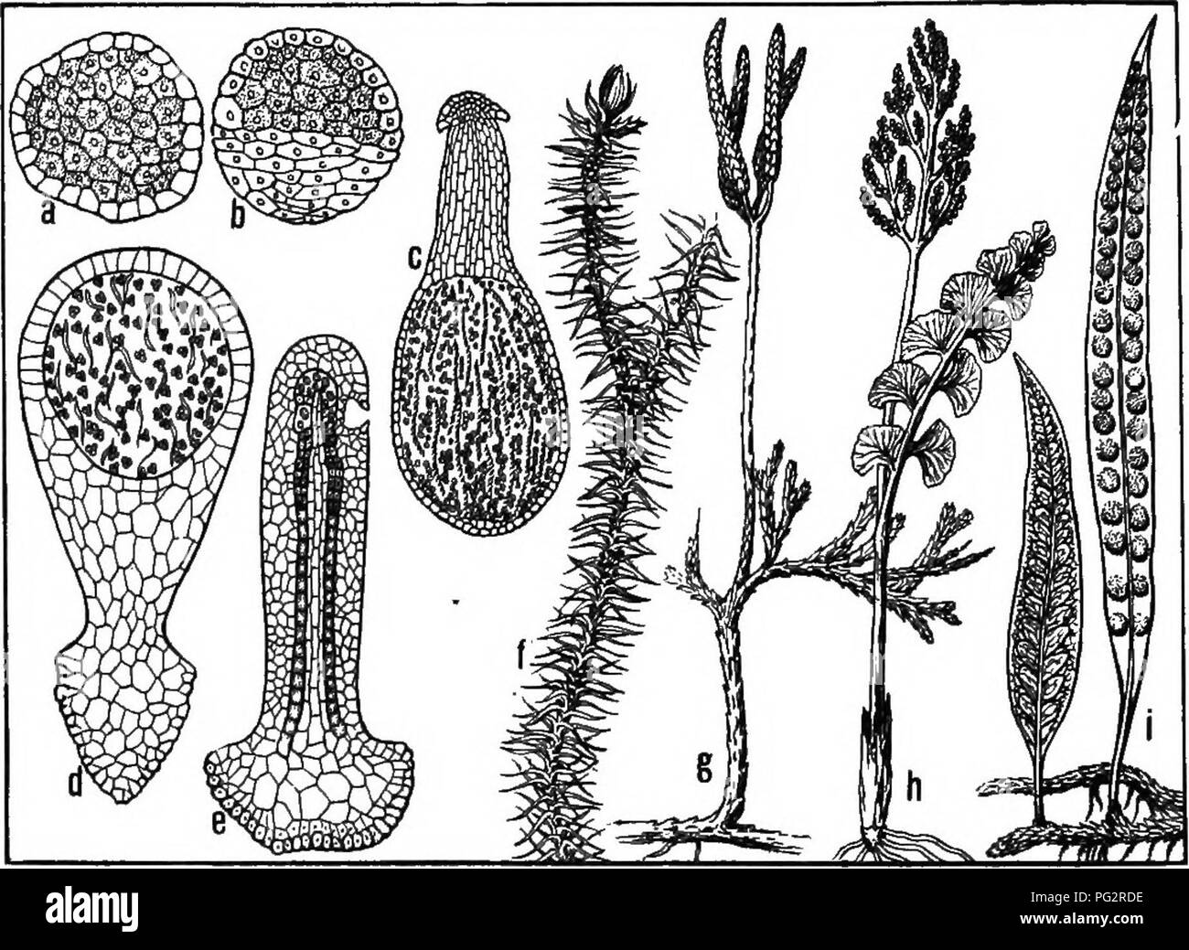 . Heredity and evolution in plants. Heredity; Plants. 128 HEREDITY AND EVOLUTION IN PLANTS monocotyledony seems the simpler, more primitive condi- tion, it is really a later phenomenon, the monocotyledons being derived from the dicotyledons by simplification.^ As a further example there may be cited the application of the method of comparative anatomy to solve the problem. Fig. 65.—Progressive sterilization of tissue in sporophytes. a, Riccia trickocarpa (mature); b, Marchantia polymorpha (embryo); c, Marchantia (mature); d, Porrella, a leafy liverwort (mature); e, anthoceros; /, Lyca- podium  Stock Photo