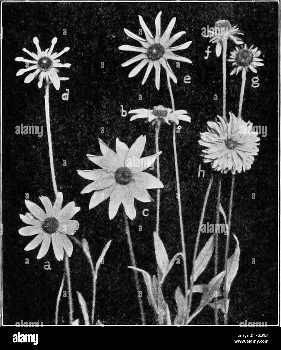. Heredity and evolution in plants. Heredity; Plants. 114 HEREDITY AND EVOLUTION IN PLANTS ducing a &quot;bud-sport&quot; (Fig. 60). Such was the origin of the seedless naval orange from the seed-bearing orange. 91. The Evening-primrose.—In 1886 de Vries began to search for a species that was in a mutating condition, be-. FiG. sg.—Yellow daisy, or cone-flower {Rudbechia sp.), showing varia- tions of the character of mutations in the ray- and disc flowers. At i the normally ligulate corollas are tubular; at / they have all aborted, except two; at h many of the normally tubular disc-flowers have Stock Photo