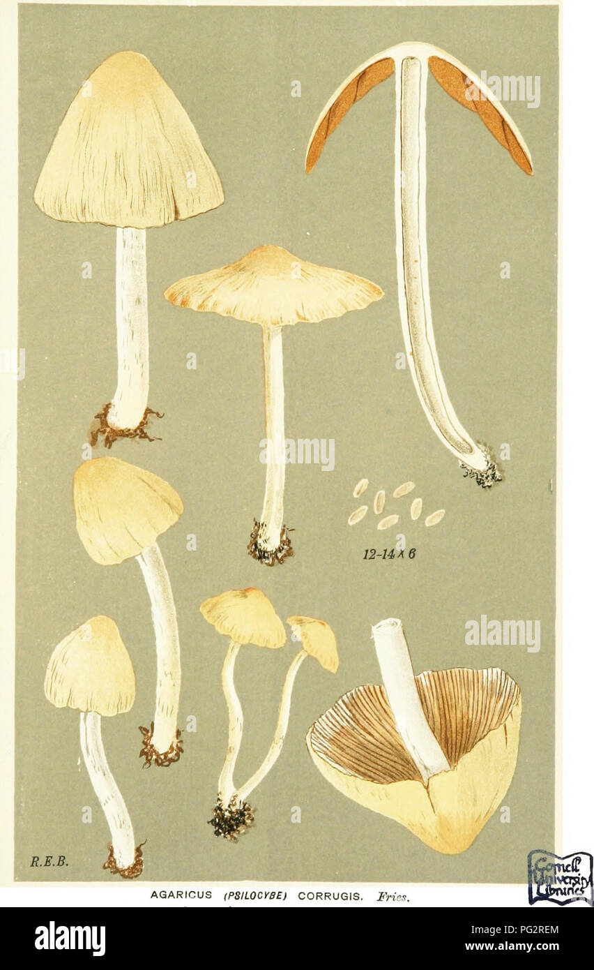 . Illustrations of British Fungi (Hymenomycetes) to serve as an atlas to the &quot;Handbook of British fungi&quot;. Fungi; Botany. 6if PL. S76.. AGARICUS (PSILOCysE) CORRUGIS. Fries, amongst leaves, &lt;J-e. Siblertoft. Sept. 1884.. Please note that these images are extracted from scanned page images that may have been digitally enhanced for readability - coloration and appearance of these illustrations may not perfectly resemble the original work.. Cooke, M. C. (Mordecai Cubitt), b. 1825; Cooke, M. C. (Mordecai Cubitt), b. 1825. Handbook of British fungi. London, Williams and Norgate Stock Photo