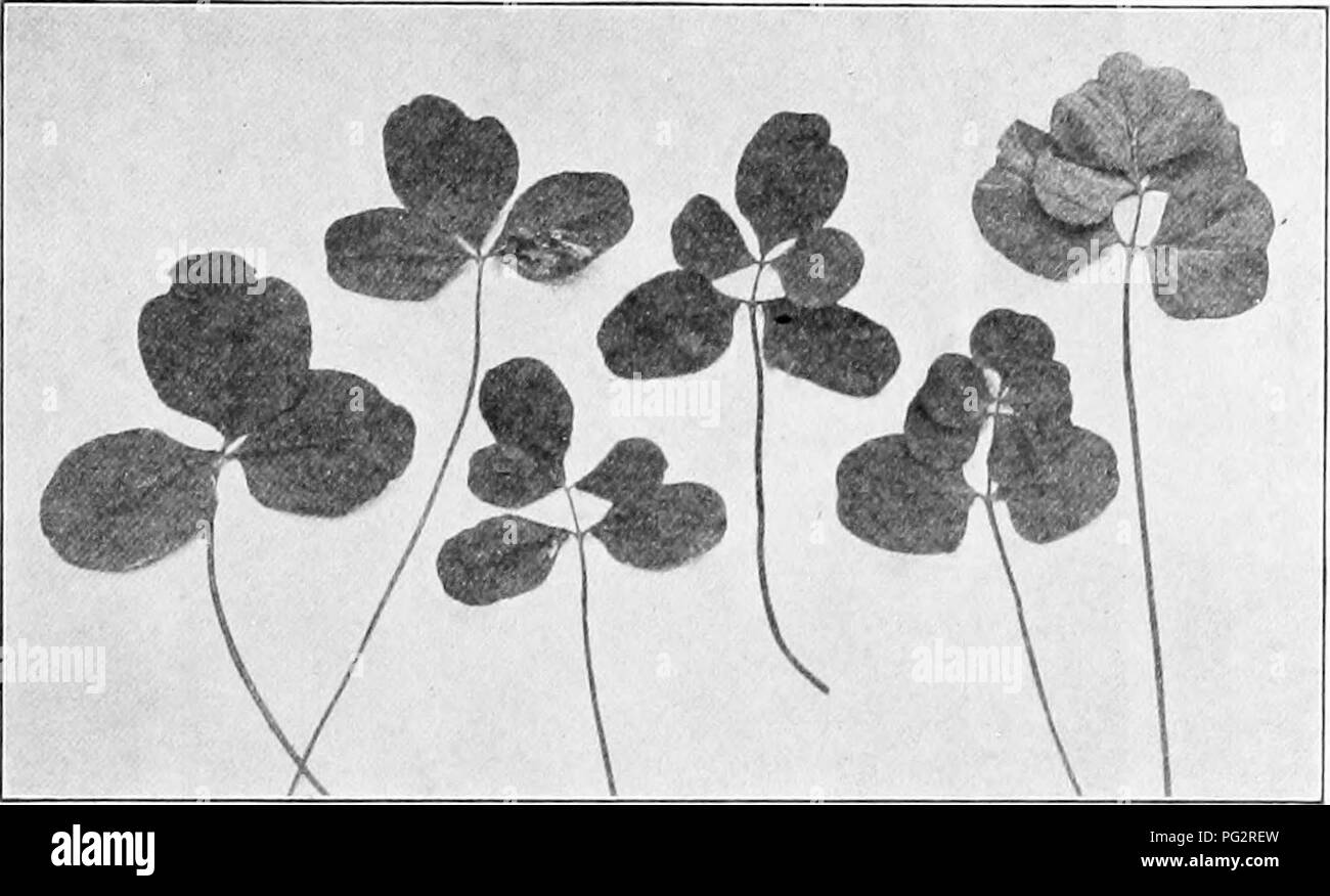 This study examines heredity and evolution in plants, focusing on ...