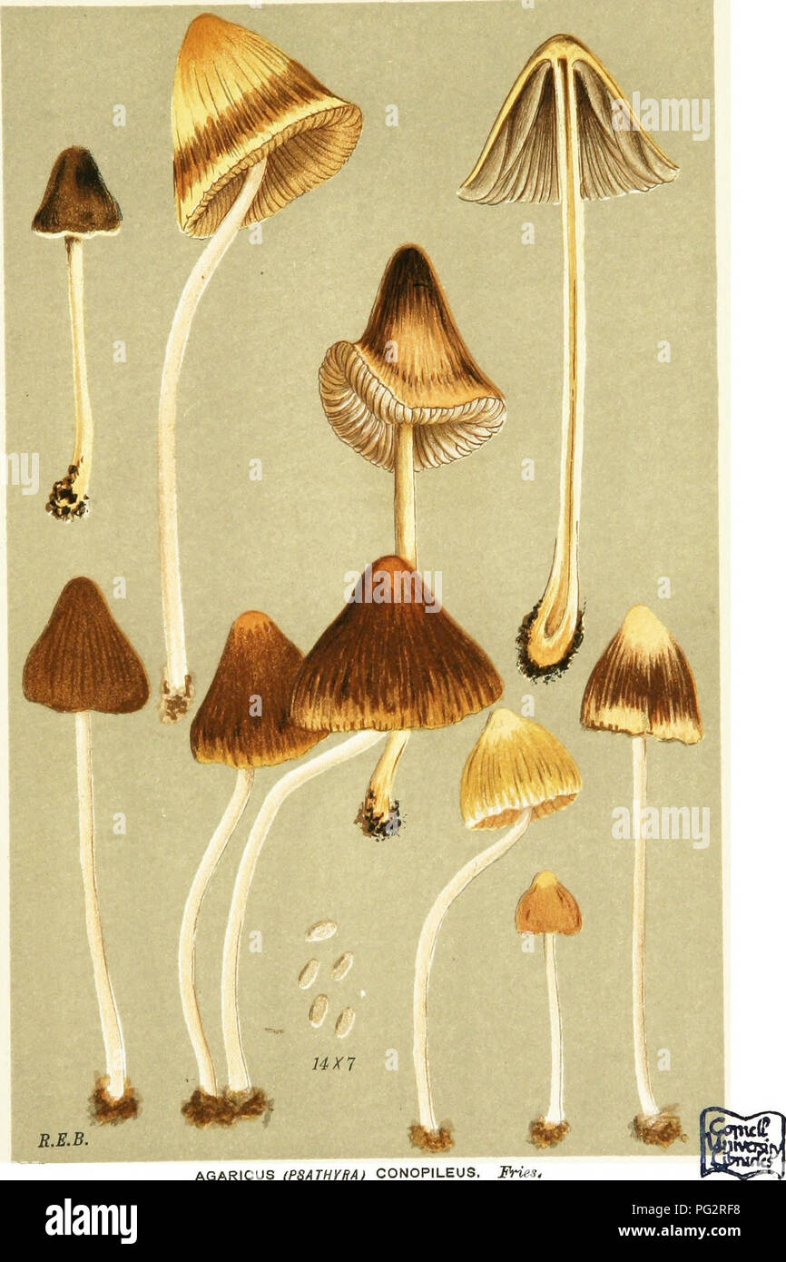 . Illustrations of British Fungi (Hymenomycetes) to serve as an atlas to the &quot;Handbook of British fungi&quot;. Fungi; Botany. 6of PL. 876. AGARICUS (PSATH/BA) CONOPILEUS. Fries, in gardens, (Sfc. Sihbertoft. Sept. 1883.. Please note that these images are extracted from scanned page images that may have been digitally enhanced for readability - coloration and appearance of these illustrations may not perfectly resemble the original work.. Cooke, M. C. (Mordecai Cubitt), b. 1825; Cooke, M. C. (Mordecai Cubitt), b. 1825. Handbook of British fungi. London, Williams and Norgate Stock Photo