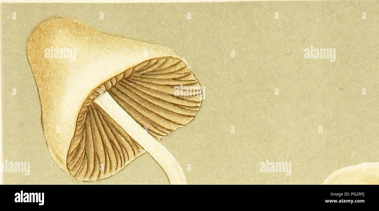 . Illustrations of British Fungi (Hymenomycetes) to serve as an atlas to the &quot;Handbook of British fungi&quot;. Fungi; Botany. PRATELLI.. -^7 % PL. S7. If -'^.. -t^Sih,})^, M.J.B. AGARICUS (PSILOCYBE) CERNUUS. Fl. Dan. amongst chips, dead leaves, ^c. King's Cliffe. 1883.. Please note that these images are extracted from scanned page images that may have been digitally enhanced for readability - coloration and appearance of these illustrations may not perfectly resemble the original work.. Cooke, M. C. (Mordecai Cubitt), b. 1825; Cooke, M. C. (Mordecai Cubitt), b. 1825. Handbook of British  Stock Photo